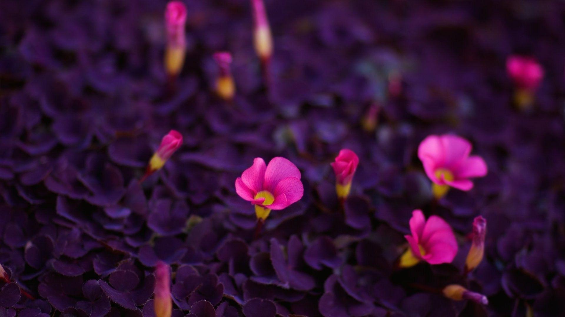 1920x1080 Pink flowers with purple leaves