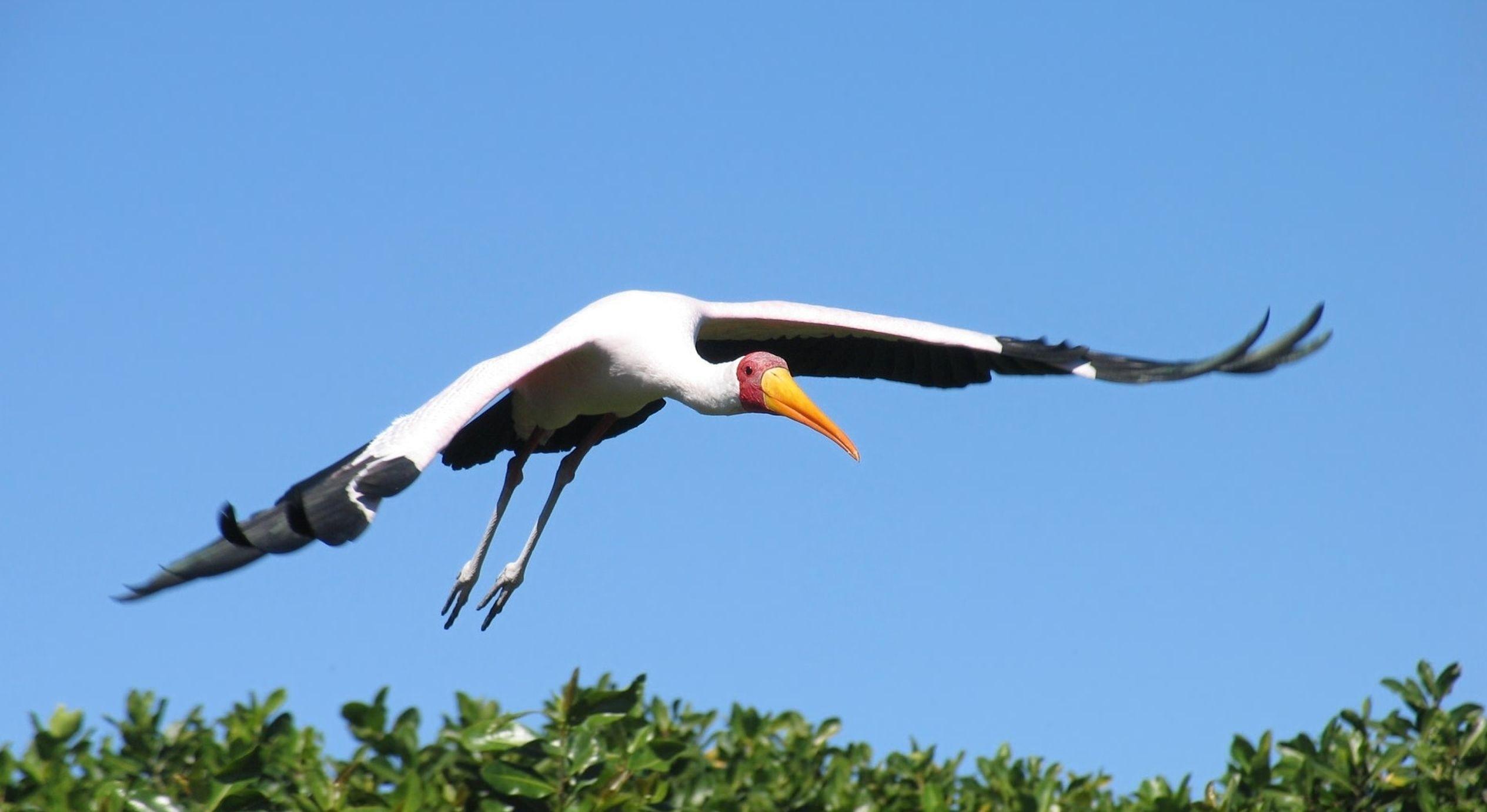 2529x1381 Stork Bird Flying HD Wallpaper