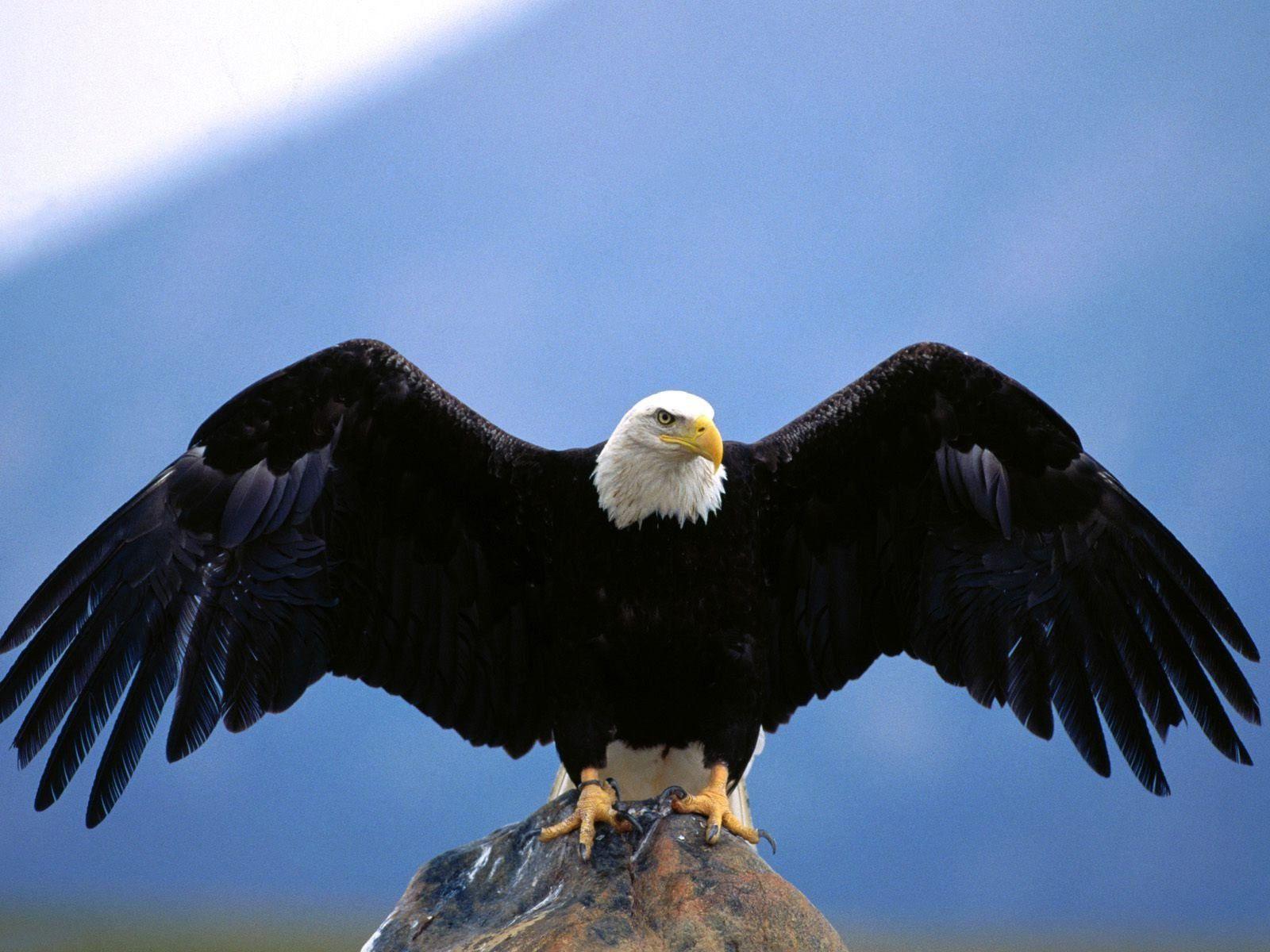 1600x1200 Flying Eagle Background Free Picture