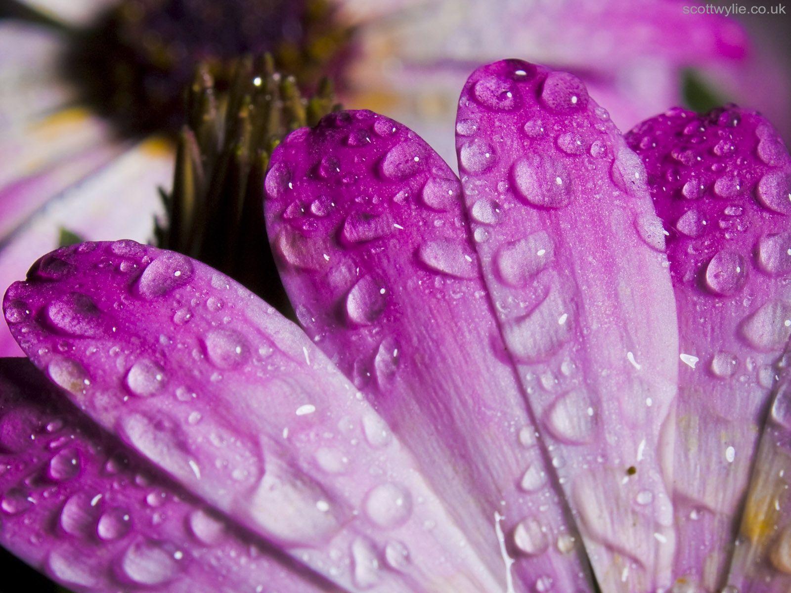 1600x1200 Purple Leaves wallpaper. Purple Leaves