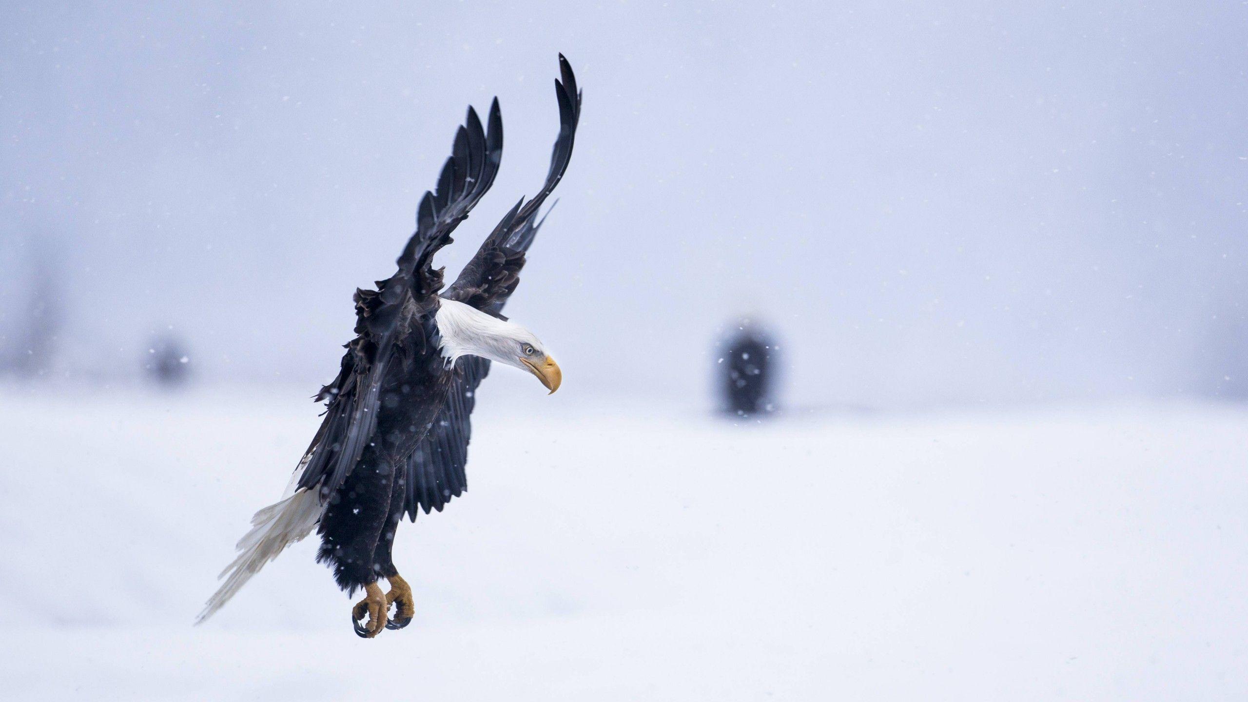2560x1440 Wallpaper Eagle, Alaska, 5k, 4k wallpaper, HD, flight, winter, snow, National Geographics, OS