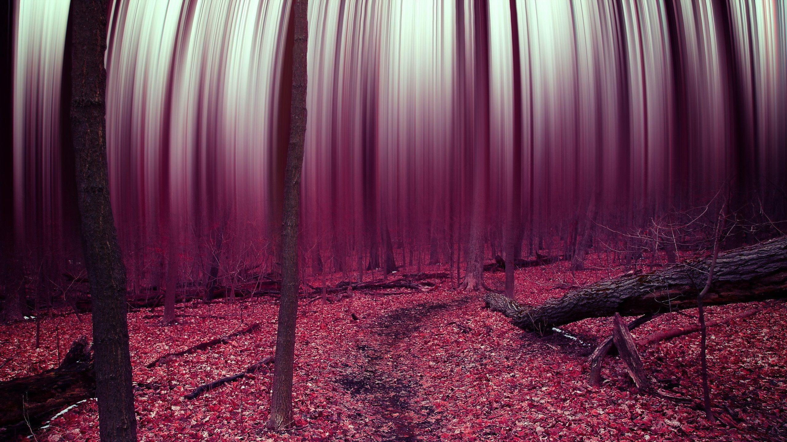 2560x1440 Wallpaper Autumn forest, purple leaves, trees, picture treated 2560x1440 QHD Picture, Image