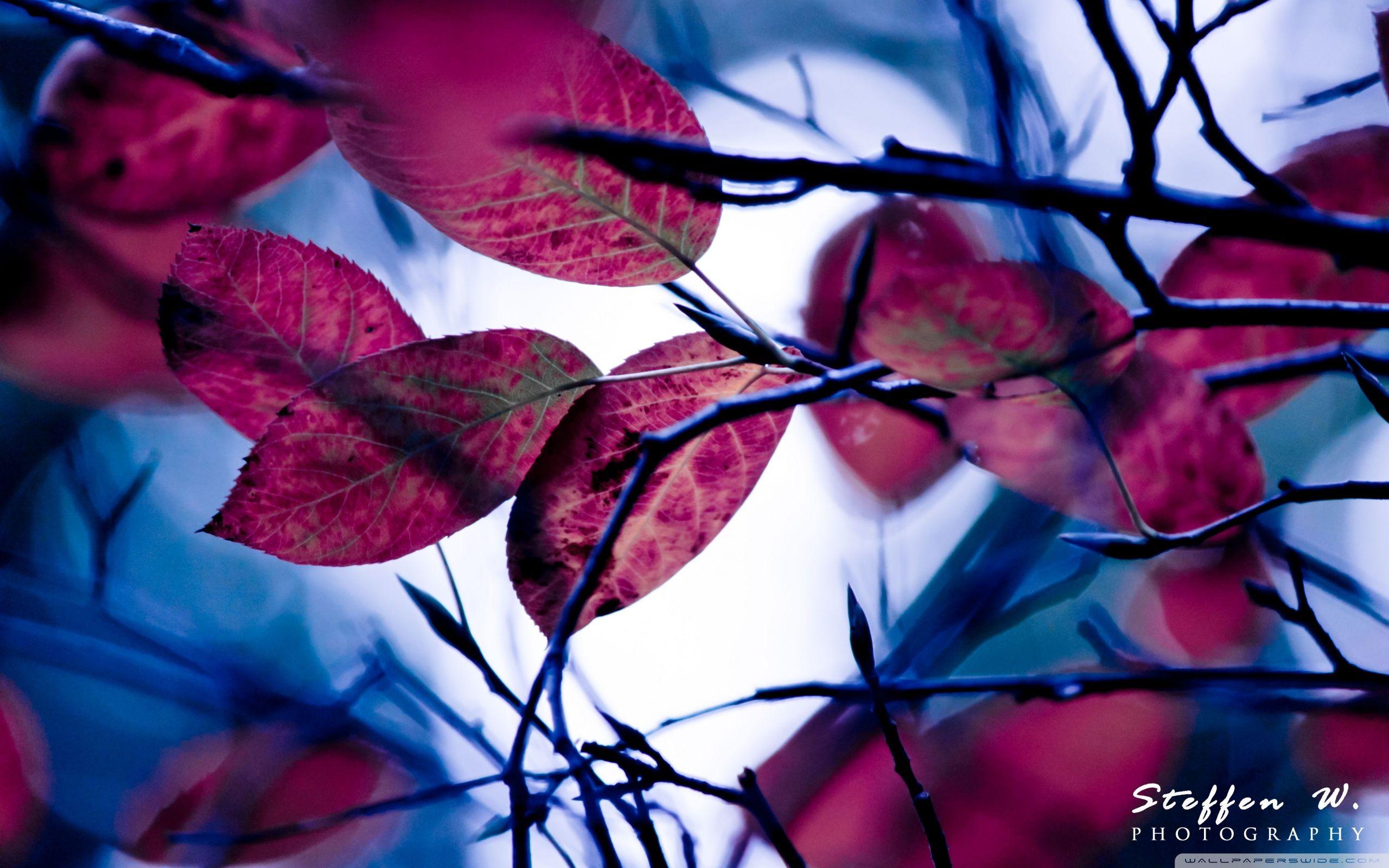 2560x1600 Purple Leaves, Bokeh Ultra HD Desktop Background Wallpaper for 4K UHD TV : Widescreen & UltraWide Desktop & Laptop : Multi Display, Dual Monitor