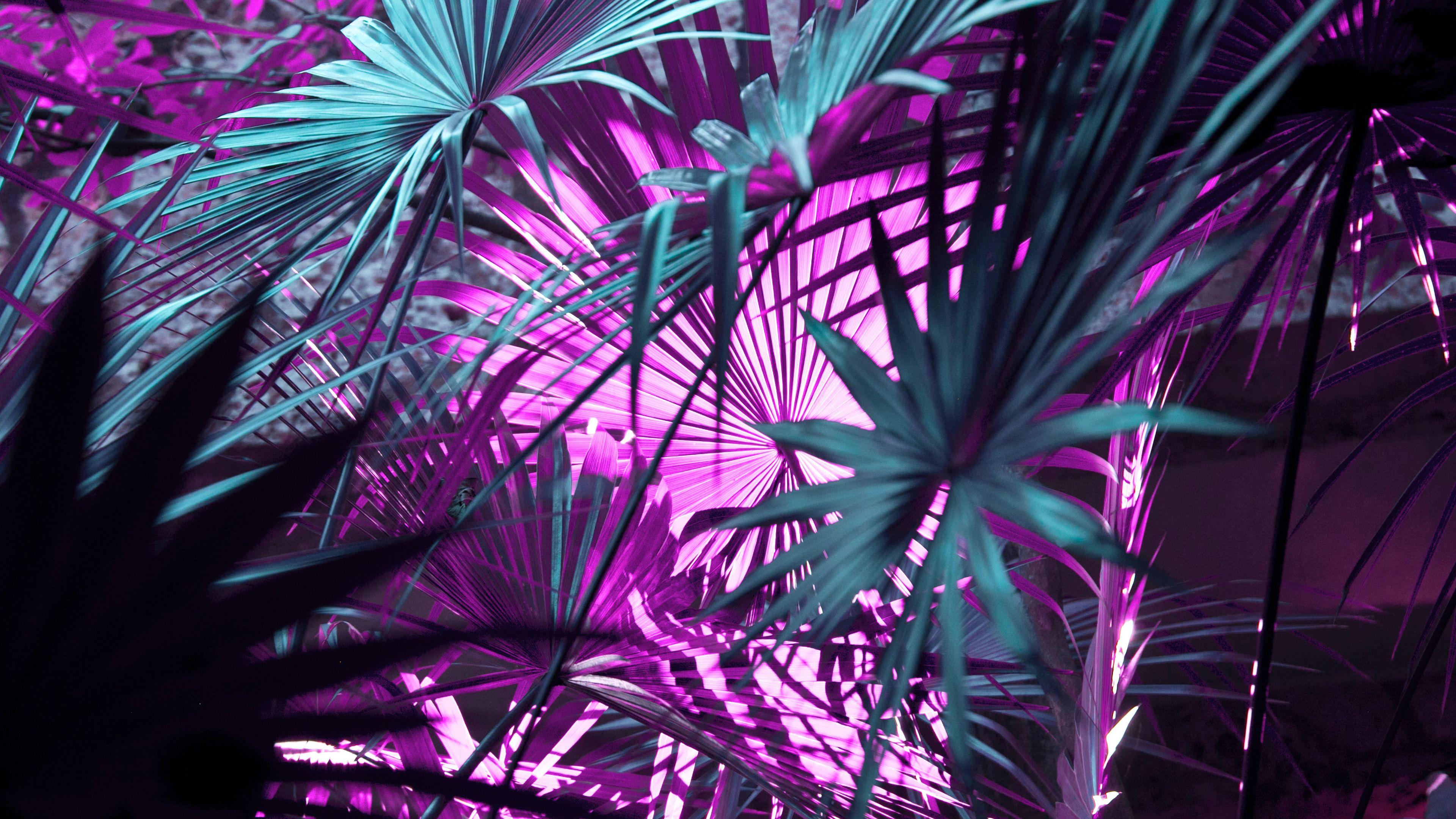 3840x2160 Green And Purple Leaves 4K HD Purple Wallpaper