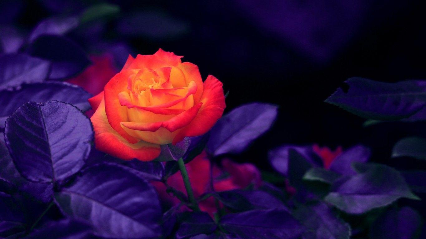 1366x768 Download 1366x768 Orange Rose, Purple Leaves Wallpaper for Laptop, Notebook