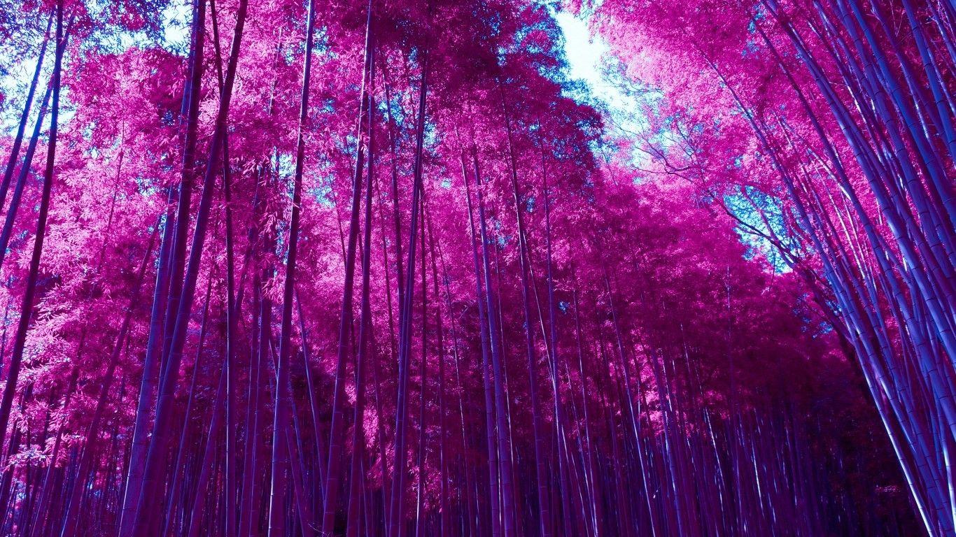 1366x768 Download 1366x768 Arashiyama Bamboo Grove, Purple Leaves, Trees, Forest, Scenic Wallpaper for Laptop, Notebook