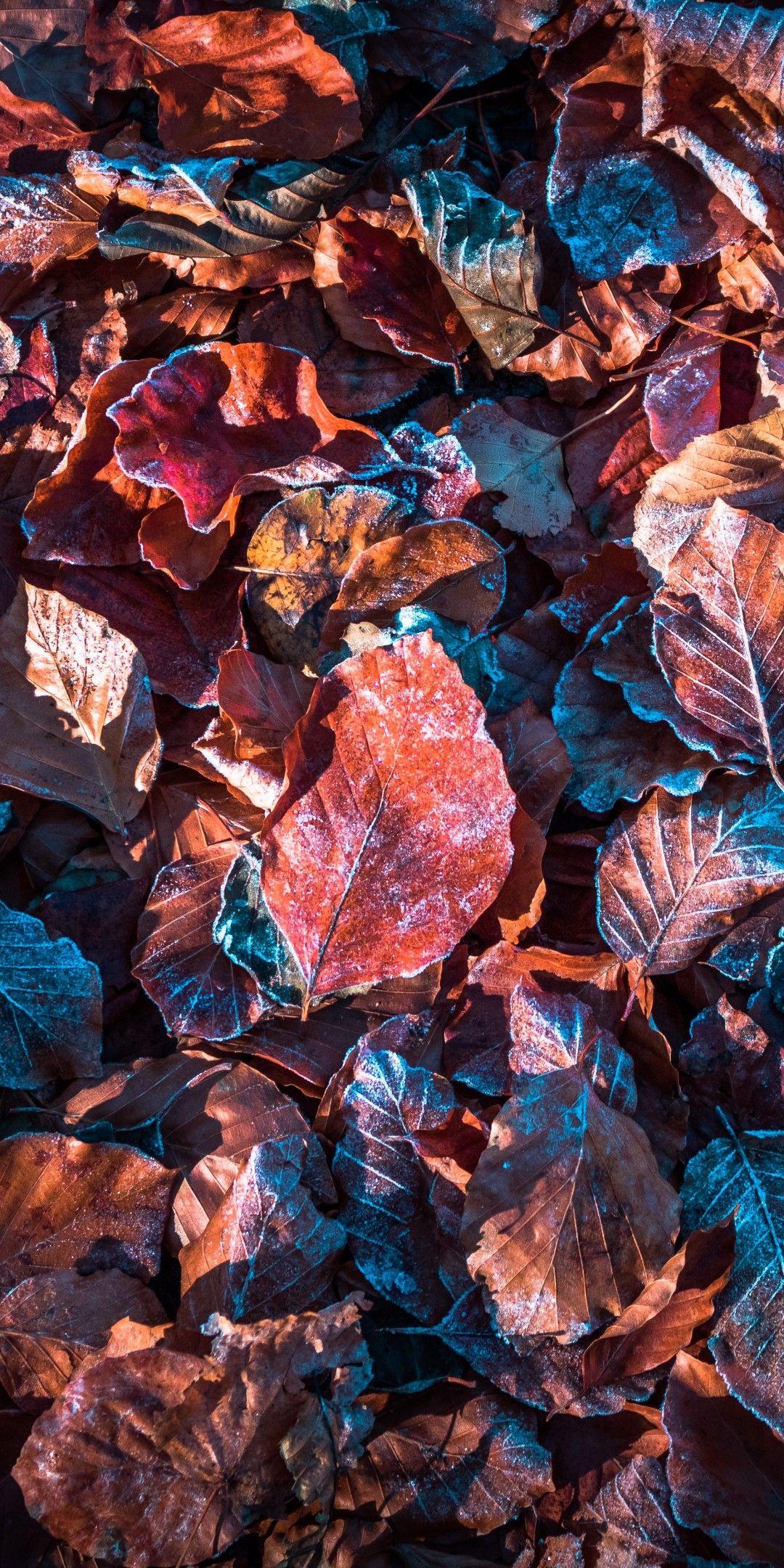 1080x2160 Autumn leaves 4K Wallpaper, Purple, Snow, Frost, Winter, Daytime, Fallen leaves, Foliage, 5K, Nature