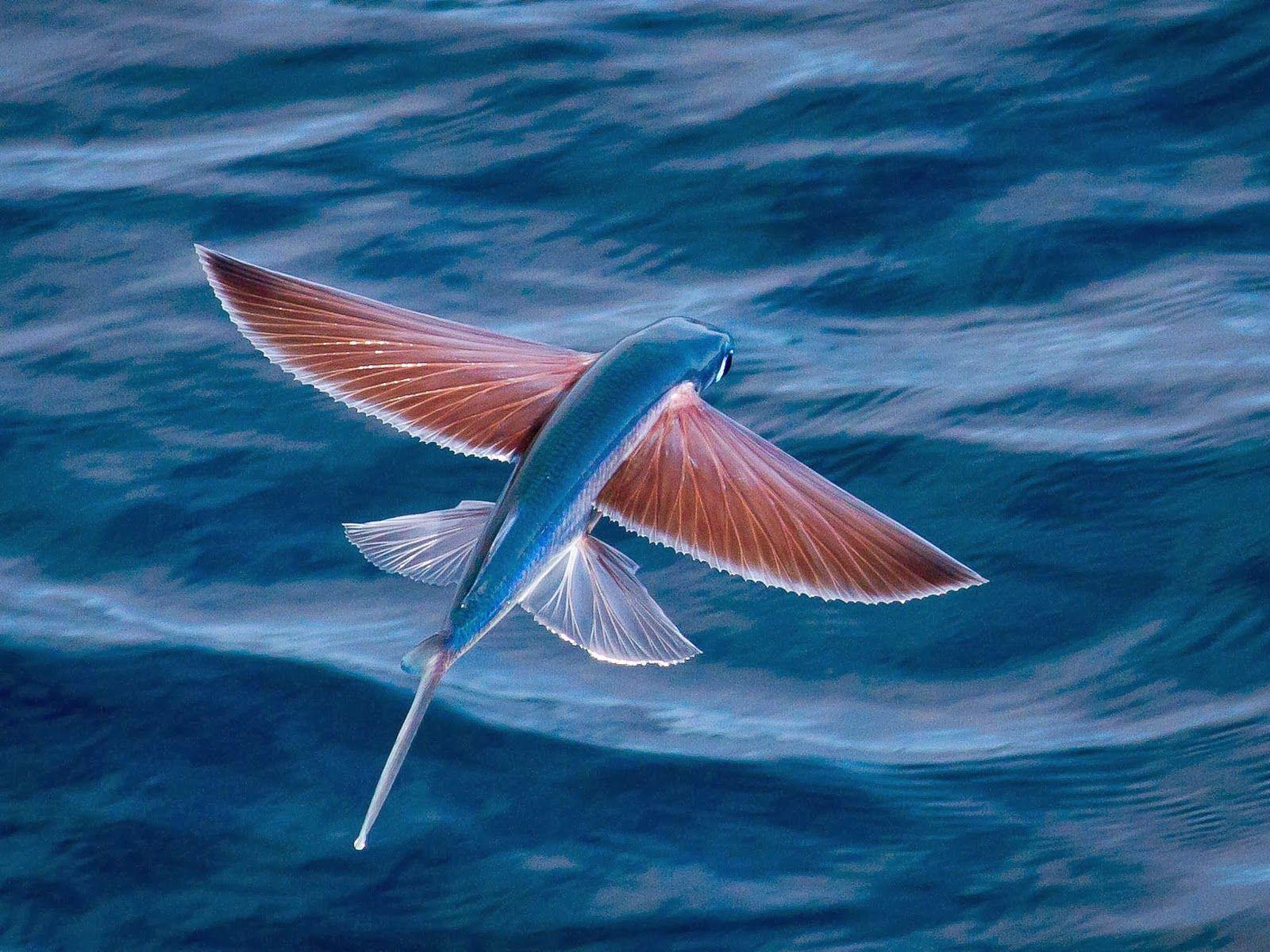 1600x1200 Fish HD Wallpaper Free Download Fish Image HD