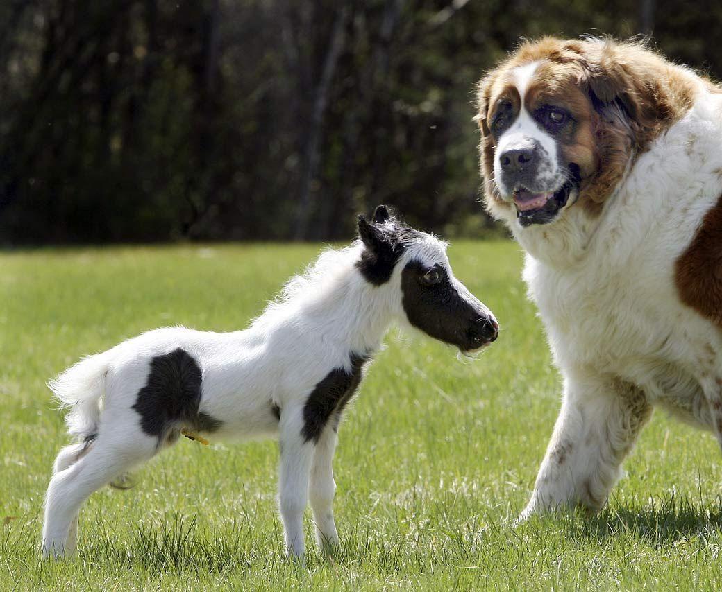 1040x854 HD Animals Wallpaper: Miniature Horse Picture. Tiny horses, Baby animals picture, Giant dogs
