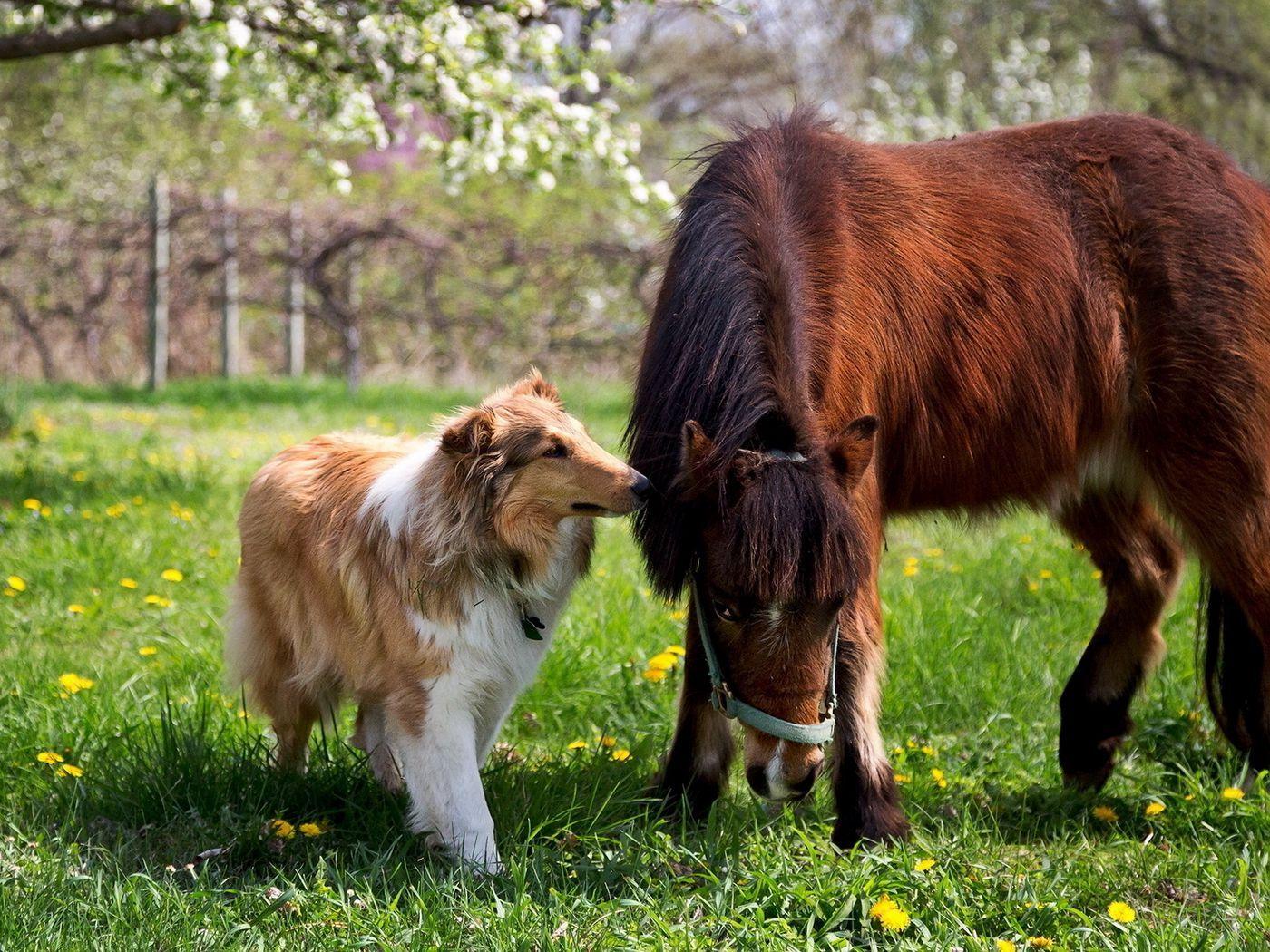 1400x1050 Download wallpaper 1400x1050 collie, dog, horse, grass, friendship standard 4:3 HD background