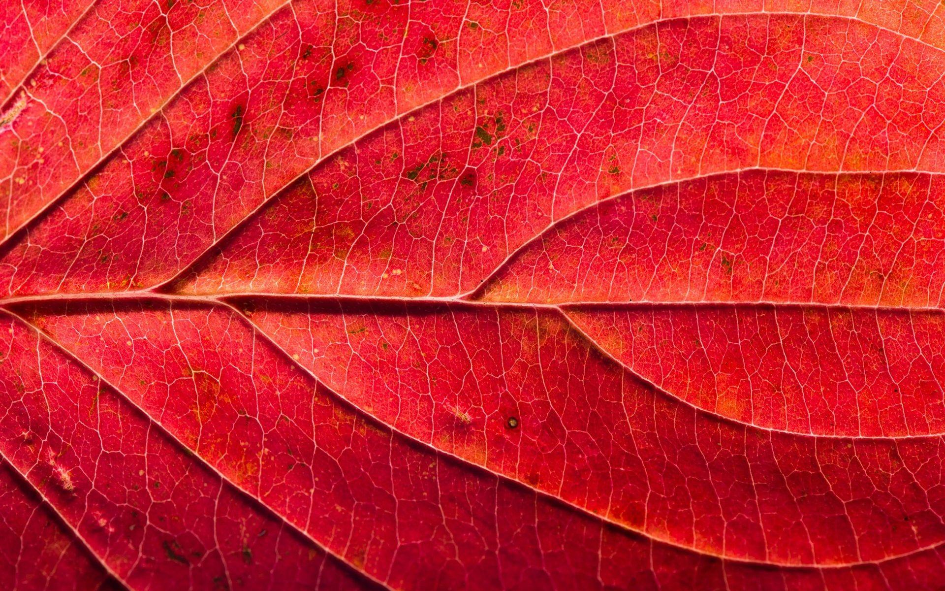 Red Leaf Wallpapers - Top Free Red Leaf Backgrounds - WallpaperAccess