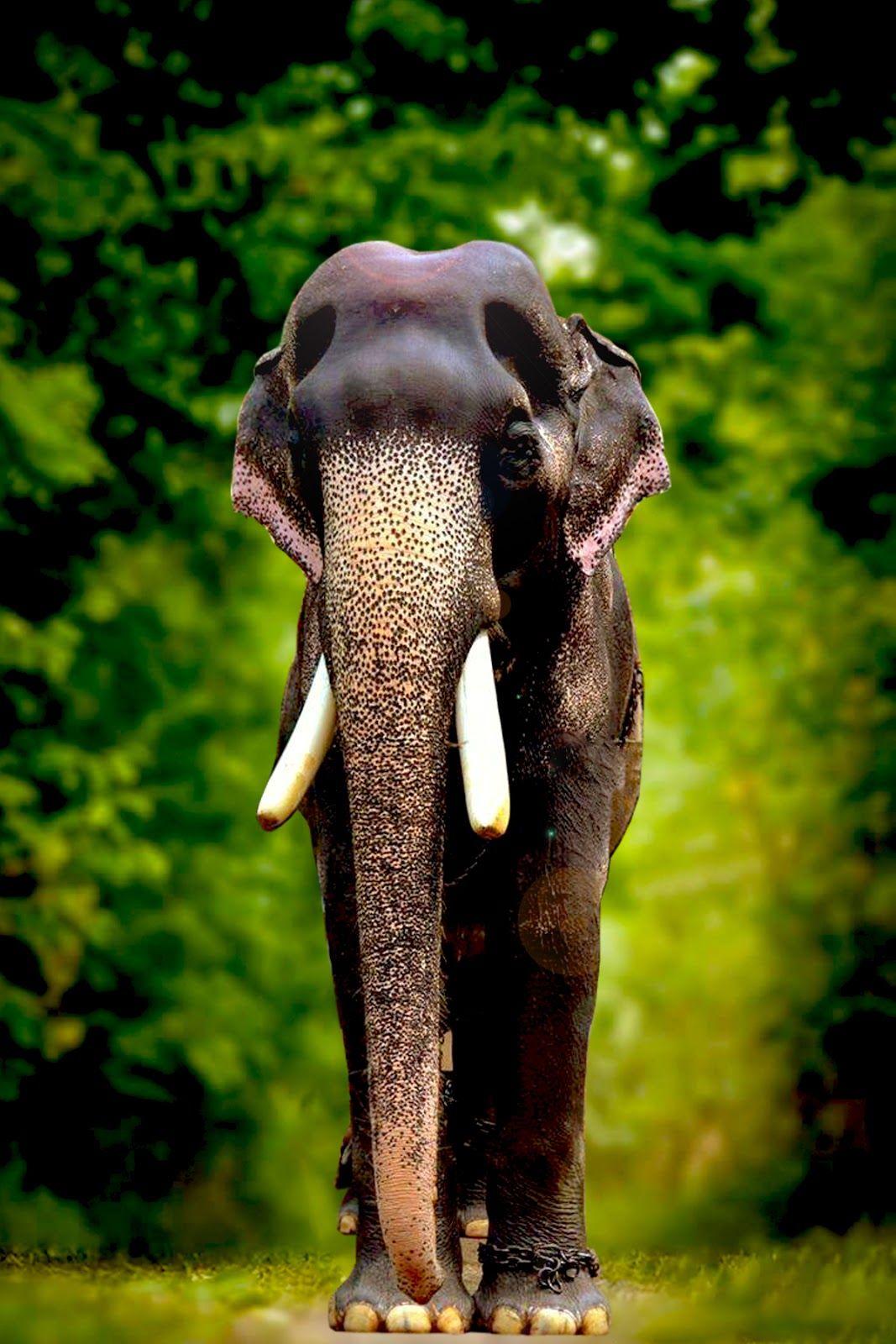 1067x1600 Mangalamkunnu Karnan HD Image Elephant Mangalamkunnu Karnan Photo