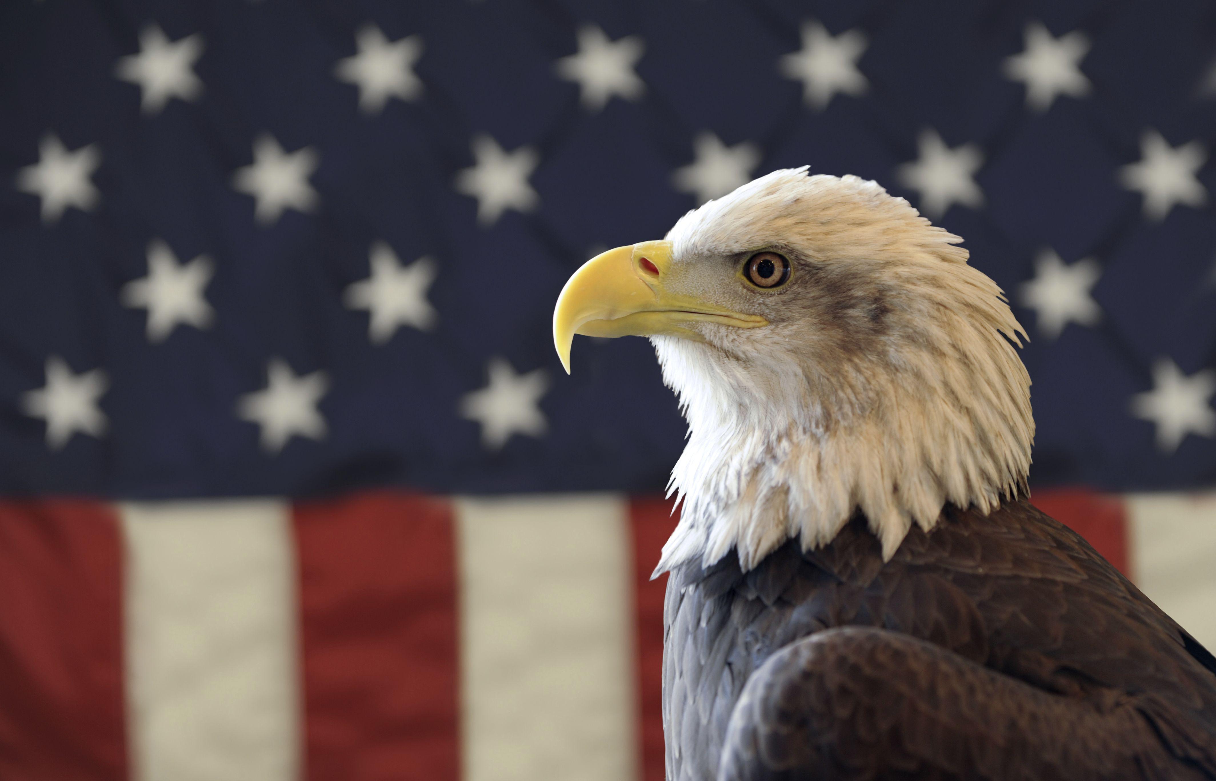 Звук орла америка. Белоголовый Орлан США. Символ Америки белоголовый Орлан. Белоголовый Орел символ США. Белоголовый Орлан – bald Eagle США символ.