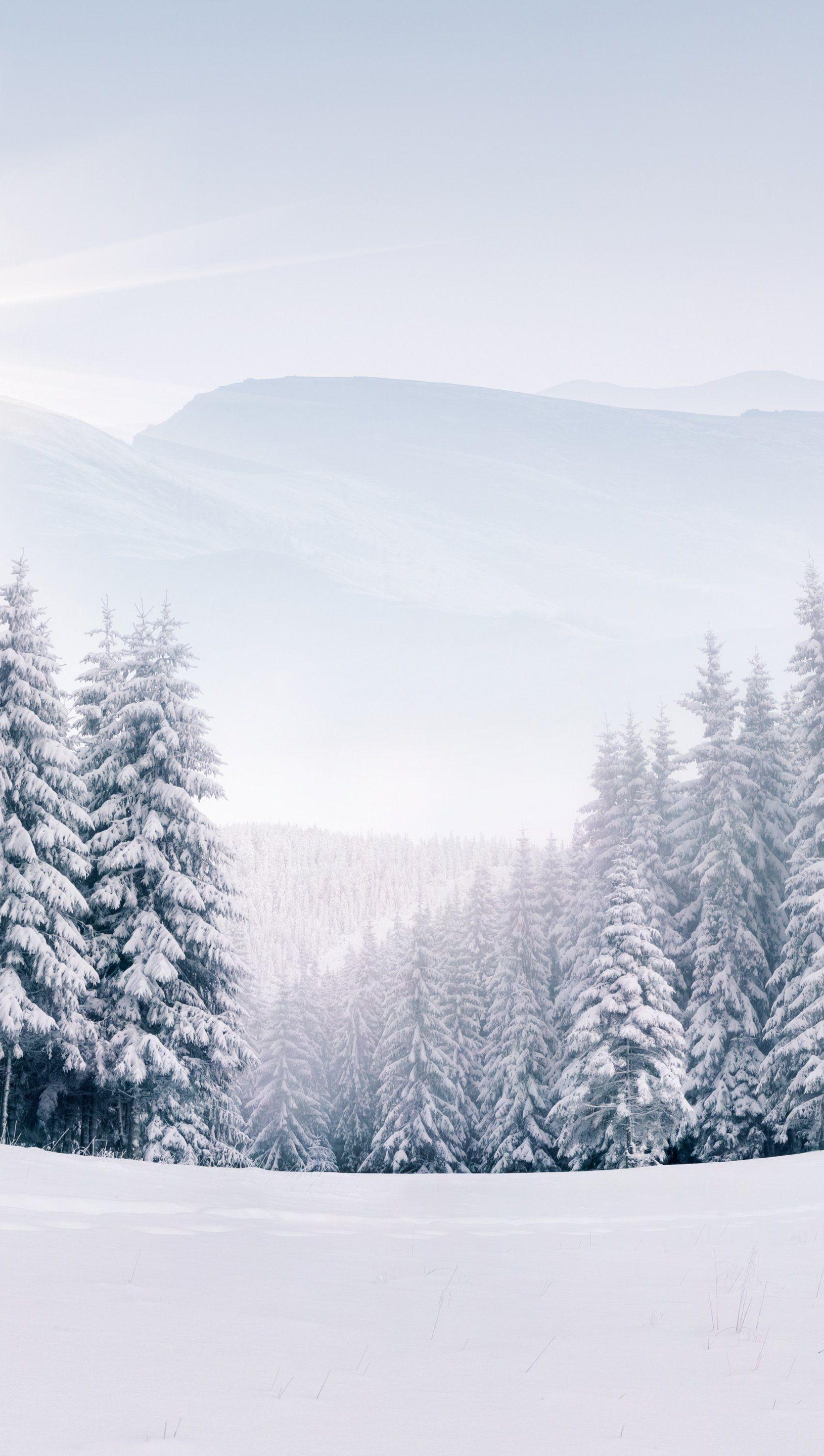 1630x2880 Pine trees in snowy forest in winter Wallpaper 5k Ultra HD