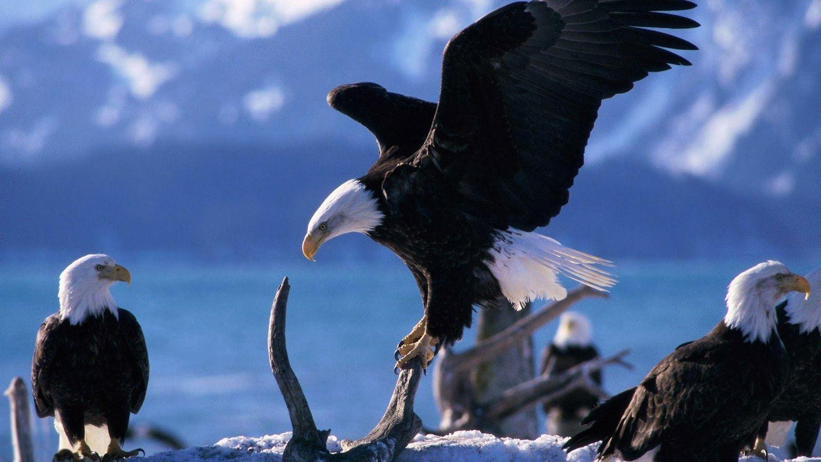 1600x900 Eagles Wallpaper Collection 1600×900 Eagle Wallpaper Free Download