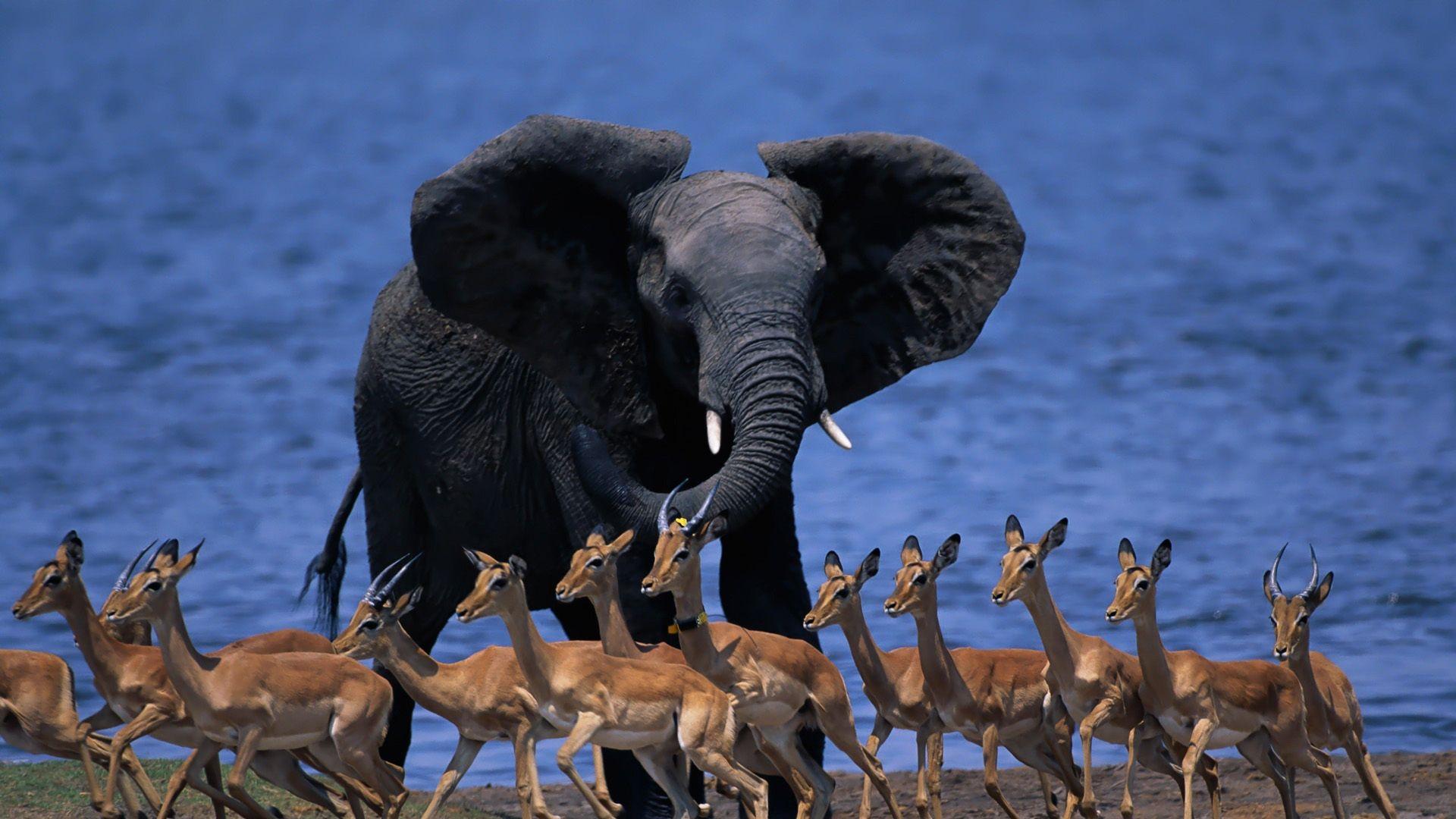 1920x1080 Download Wallpaper 1920x1080 wildlife africa, elephant, duiker, pygmy antelope, run Full HD 1080p HD Background