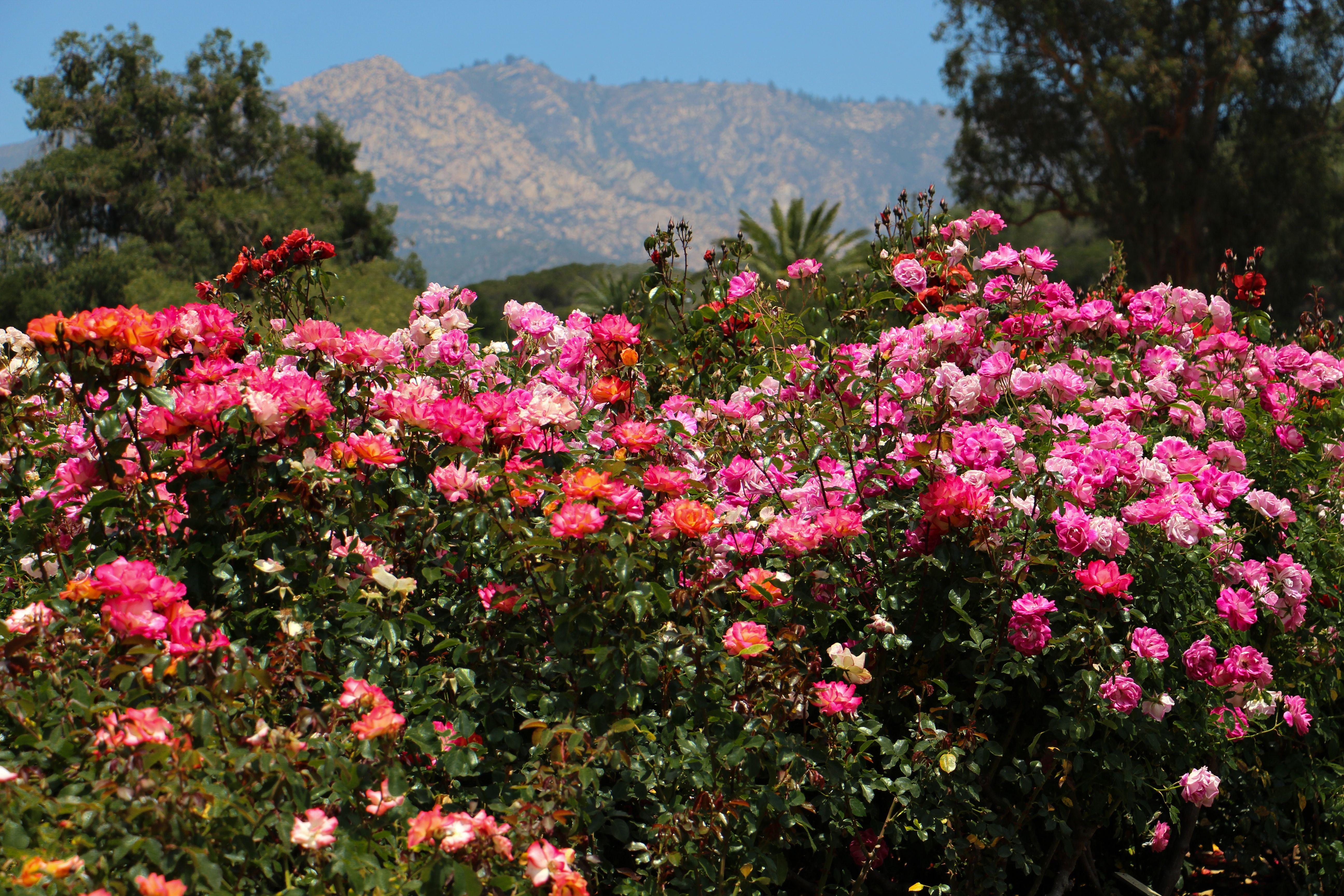 5184x3456 HD Wallpaper: Mission Rose Garden & Santa Ynez Mountains. California wallpaper, Santa barbara mission, Flower garden