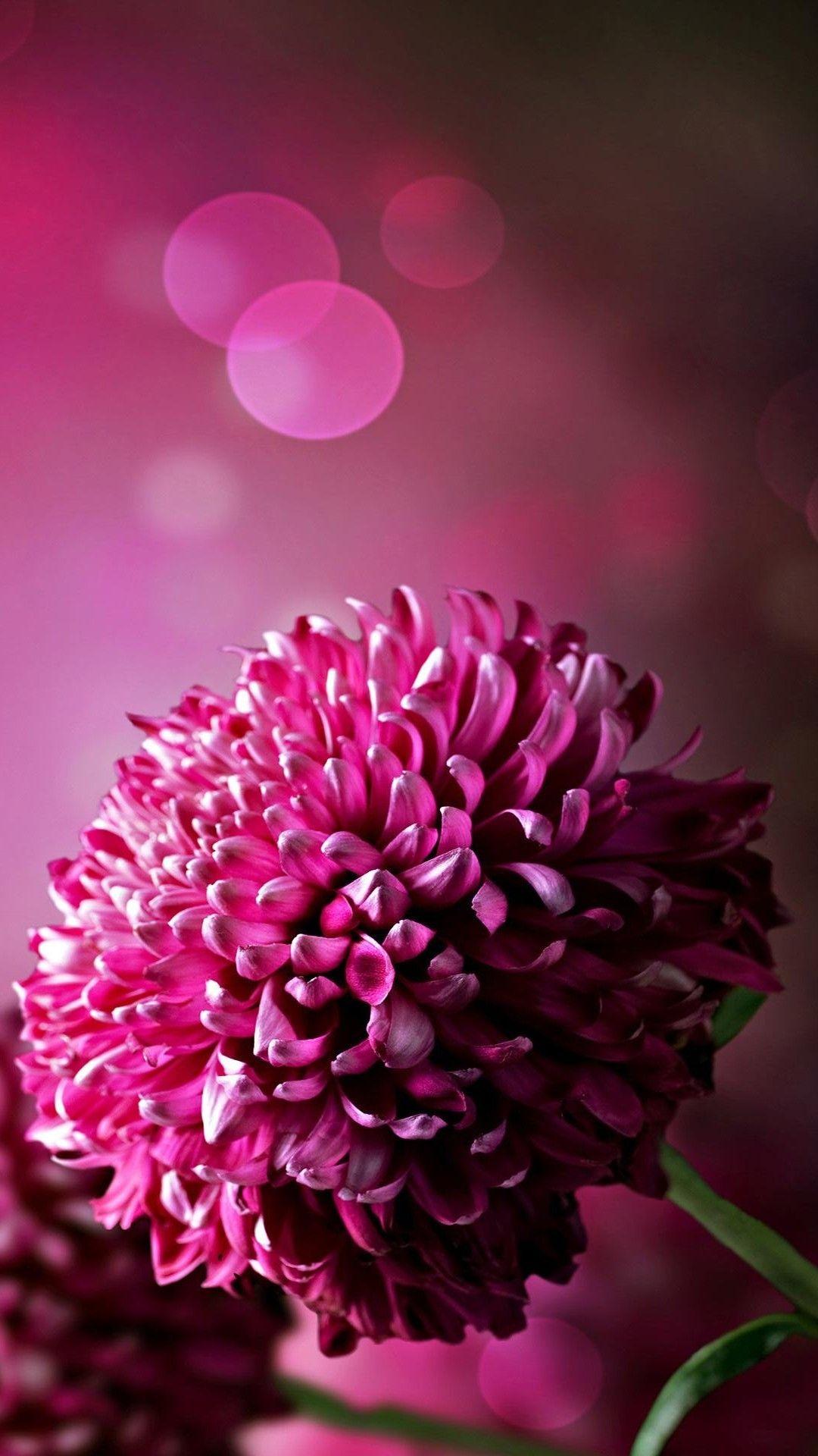 1080x1920 Flower phone purple wallpaper for phone