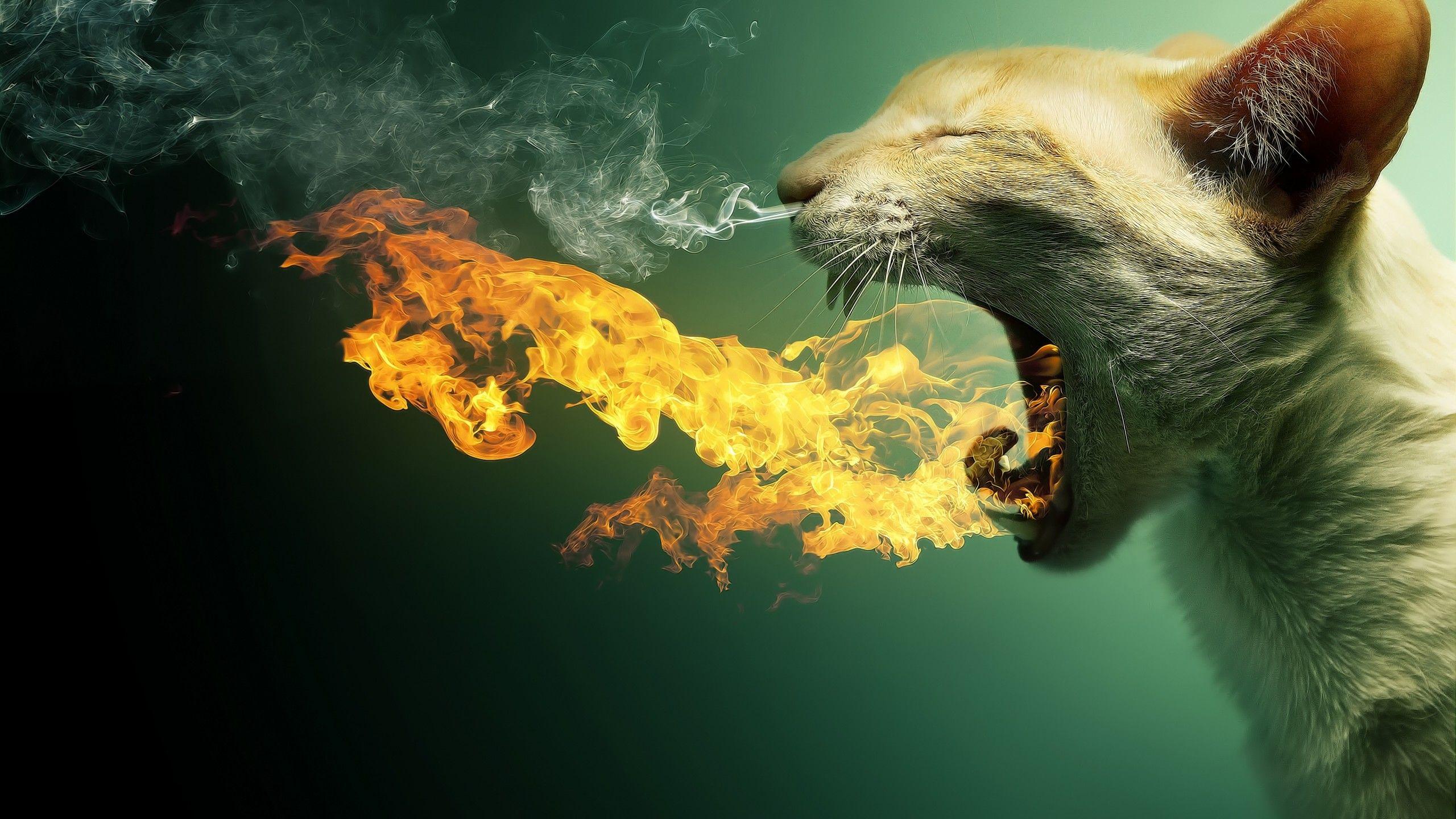 2560x1440 Wallpaper Kitty, fire, flaming, kitten, cat, eyes, cute, gray, Animals