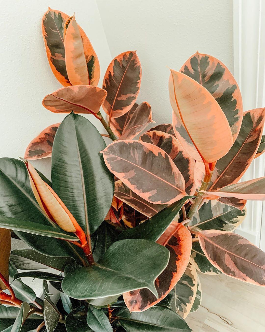 1080x1350 Aesthetic Derived From Plants