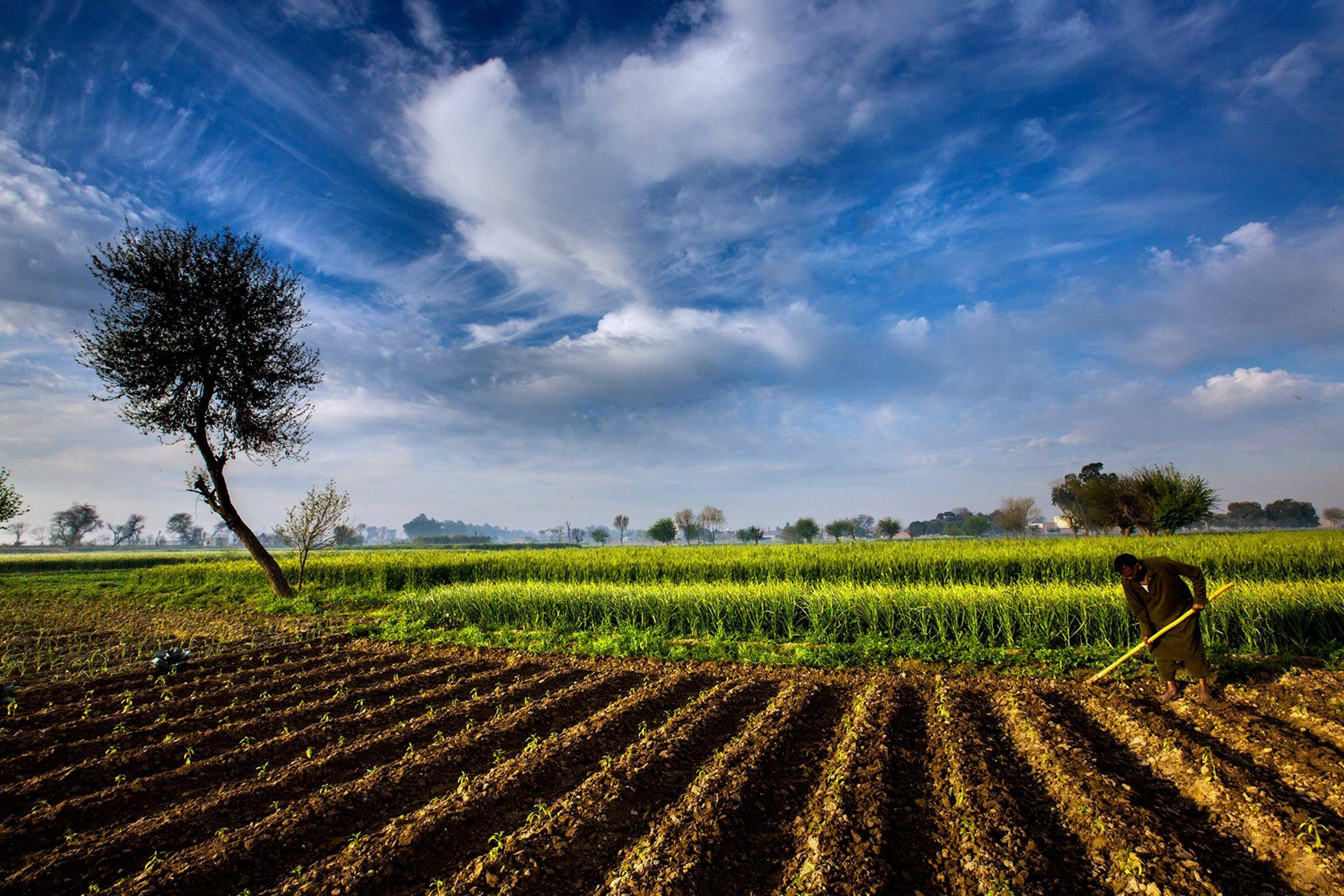 Agriculture Wallpaper Hd