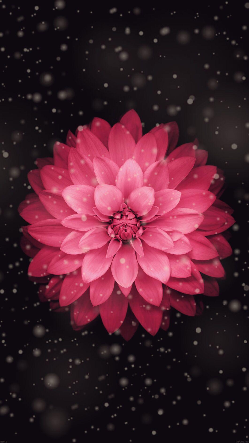 1061x1886 Cute Flower iPhone Wallpaper