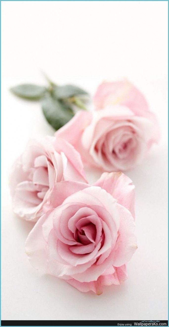 Girly Pink Flower Iphone Wallpapers Top Free Girly Pink Flower Iphone Backgrounds Wallpaperaccess