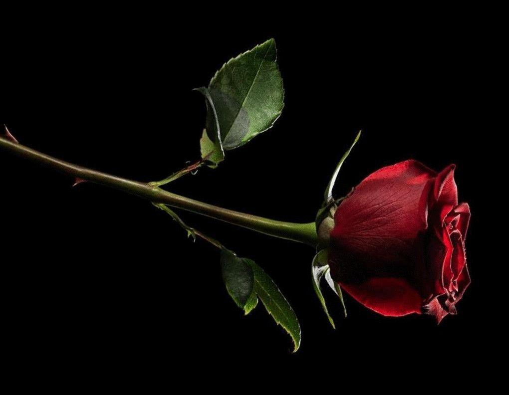 Burgundy Roses Wallpapers - Top Free Burgundy Roses Backgrounds