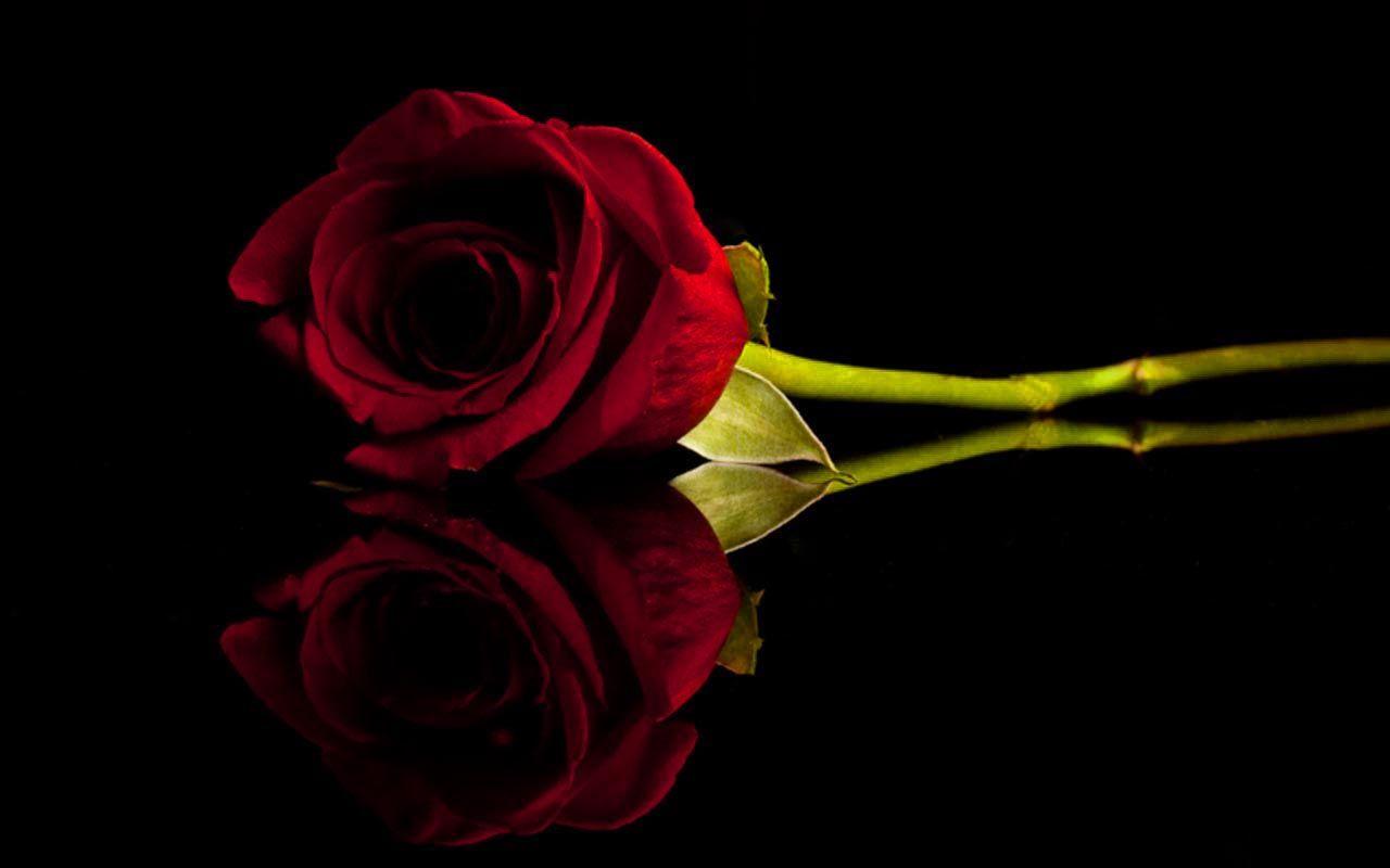 1280x800 Dark Rose Wallpaper
