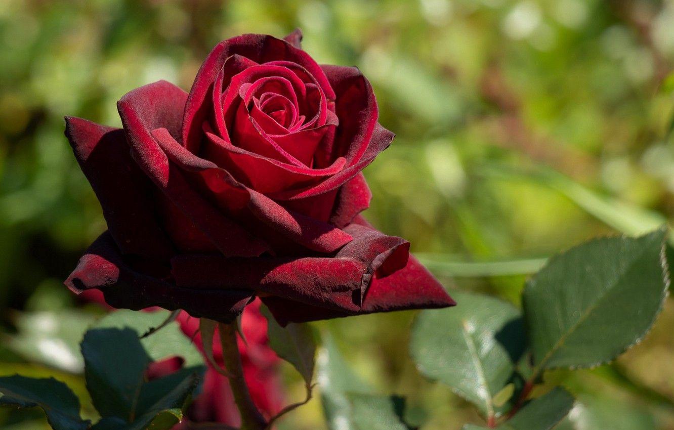 1332x850 Wallpaper rose, green background, Burgundy rose image for desktop, section цветы