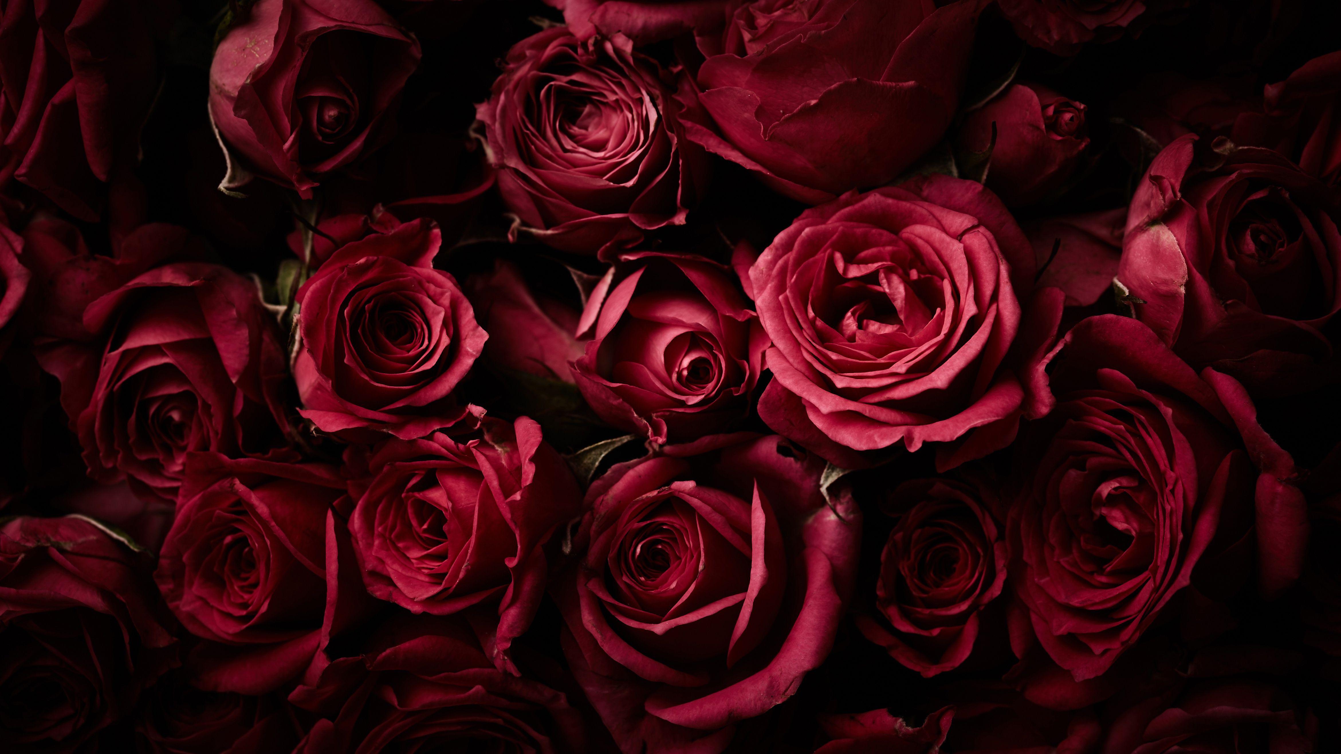 Dark Red Flower Wallpapers - Top Free Dark Red Flower Backgrounds ...