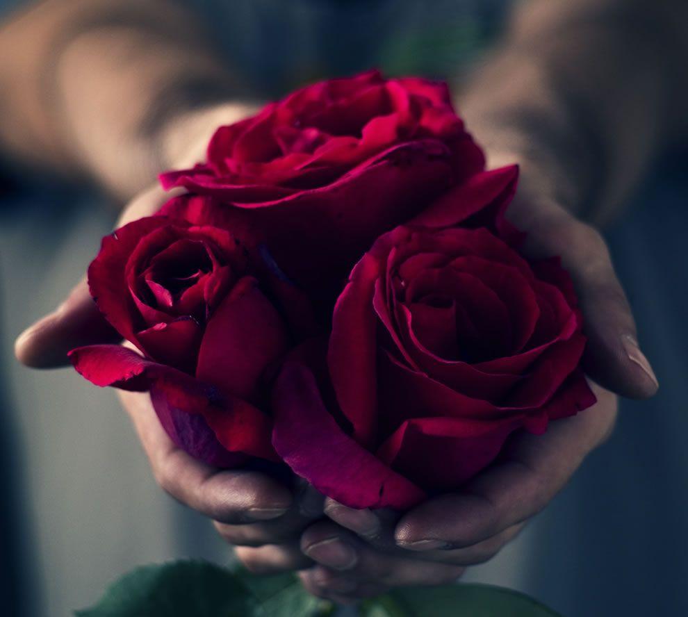 990x888 Gorgeous Roses: The Meaning of Rose Colors [35 PICS]