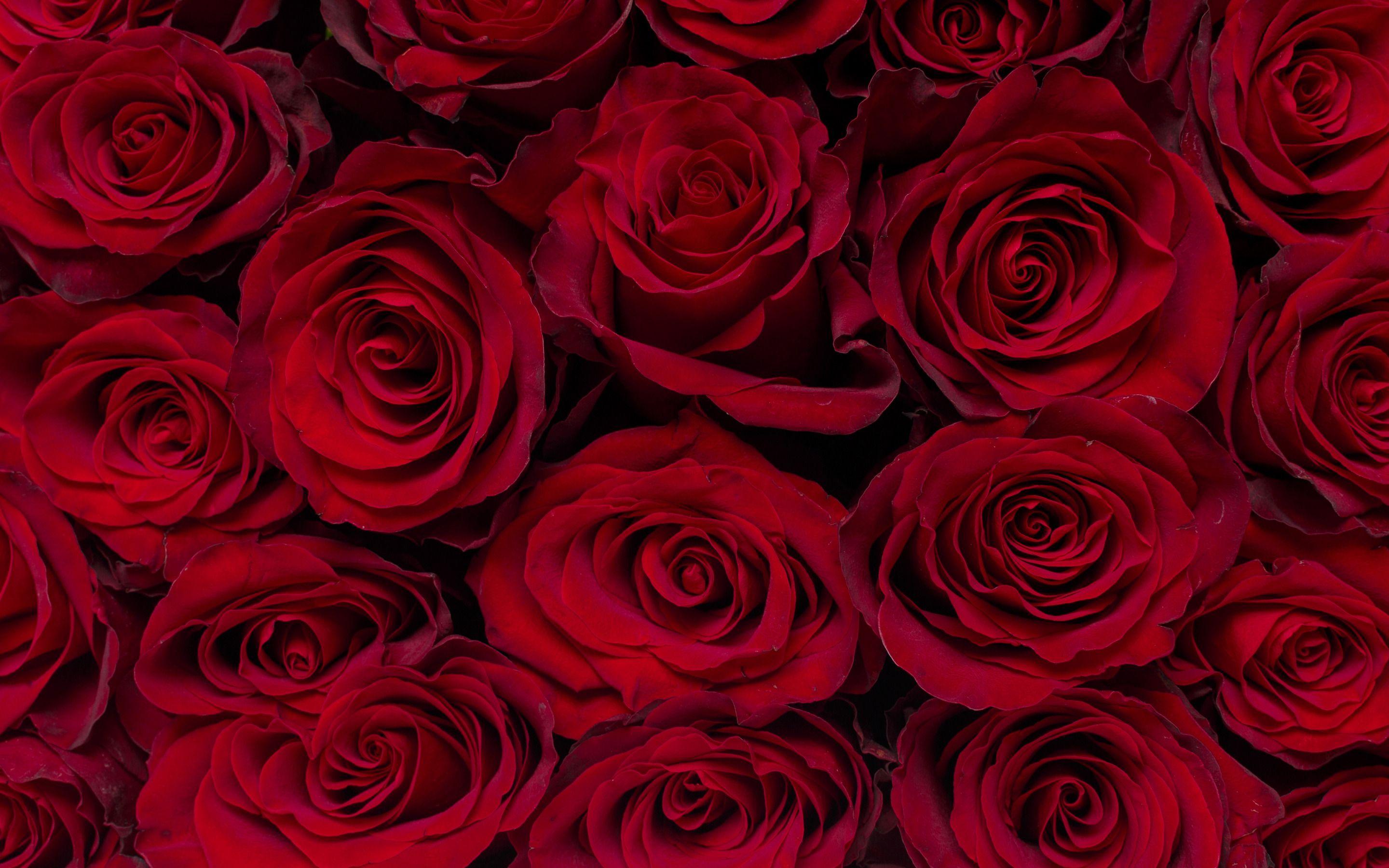 2880x1800 Download wallpaper red roses background, burgundy roses, rose buds, beautiful flowers, background with roses for desktop with resolution 2880x1800. High Quality HD picture wallpaper