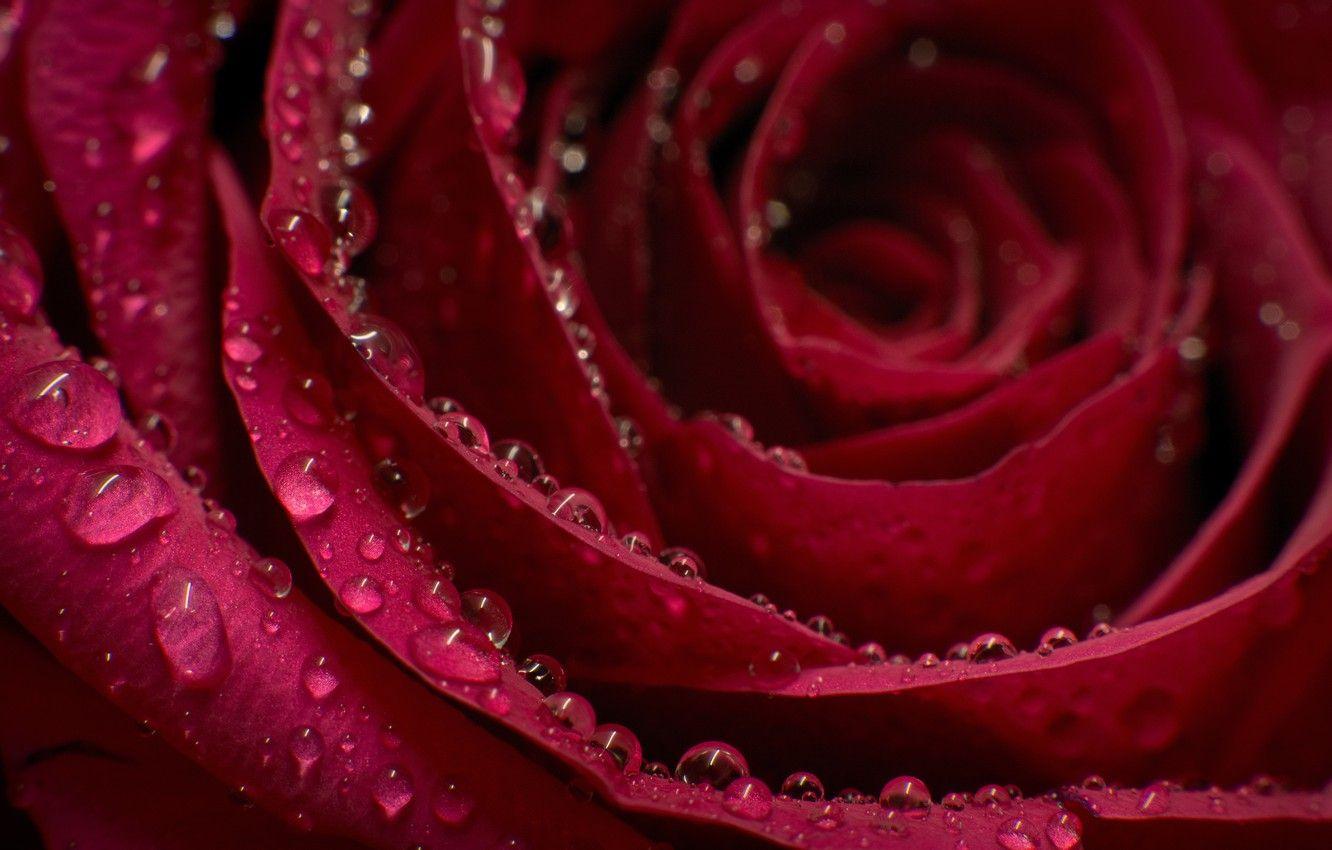 1332x850 Wallpaper drops, macro, rose, petals, Bud, Burgundy image for desktop, section цветы