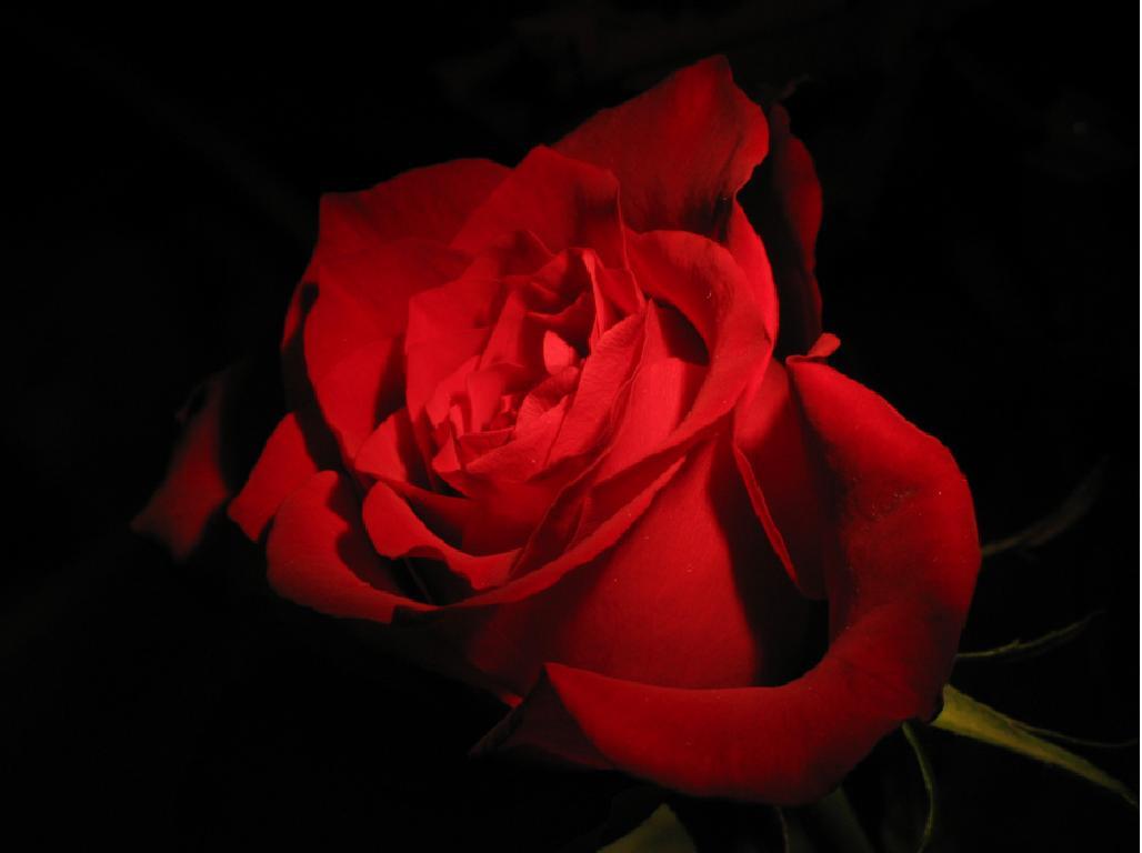 1028x768 Red Rose Black Background