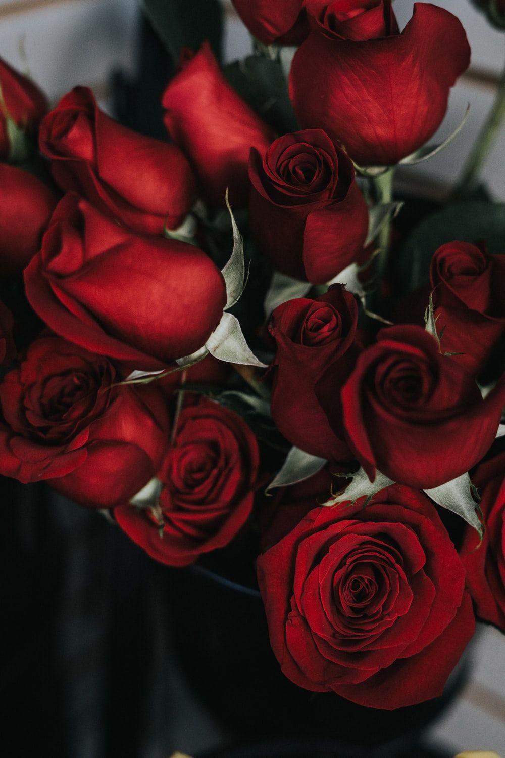 1000x1499 Roses Image. Download Free Image