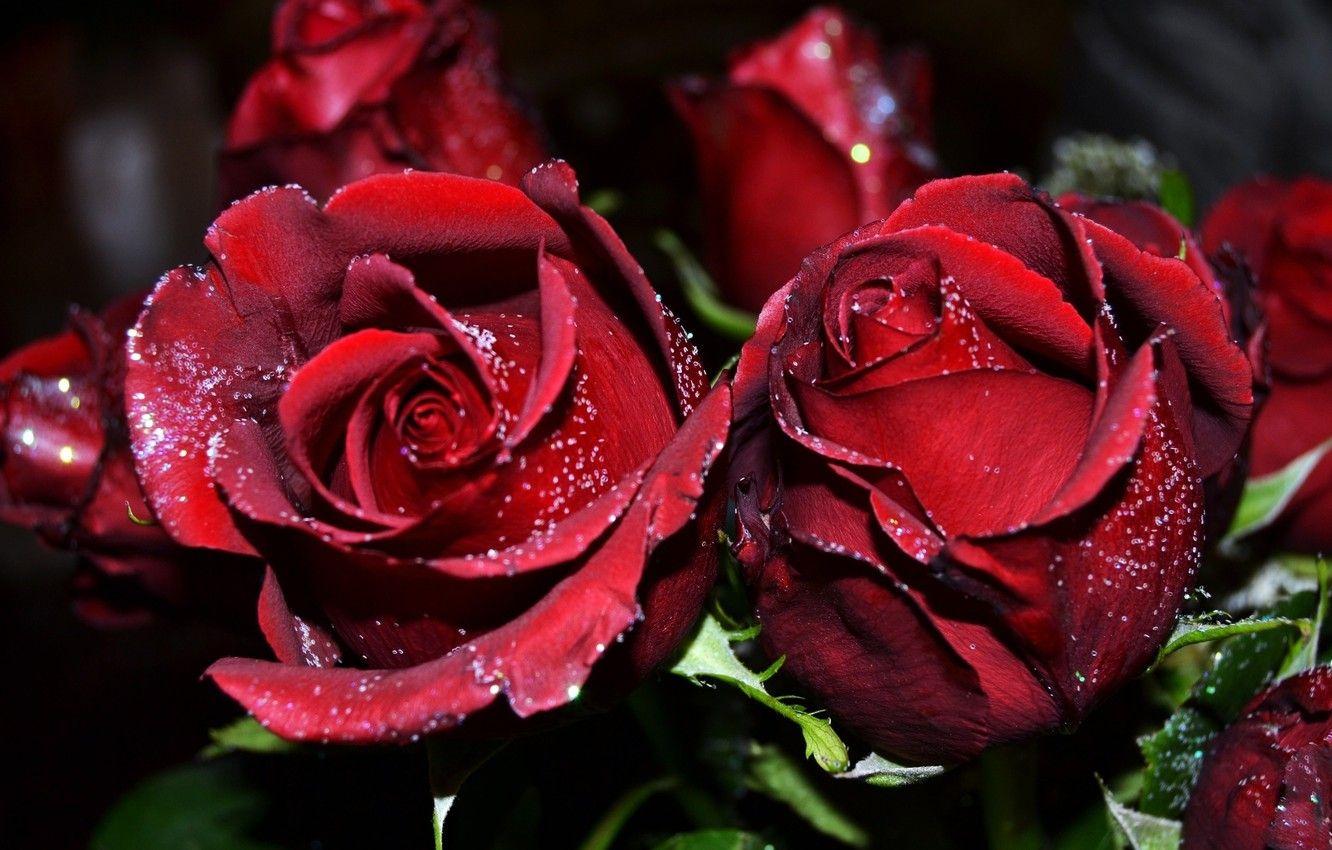 Burgundy Roses Wallpapers - Top Free Burgundy Roses Backgrounds