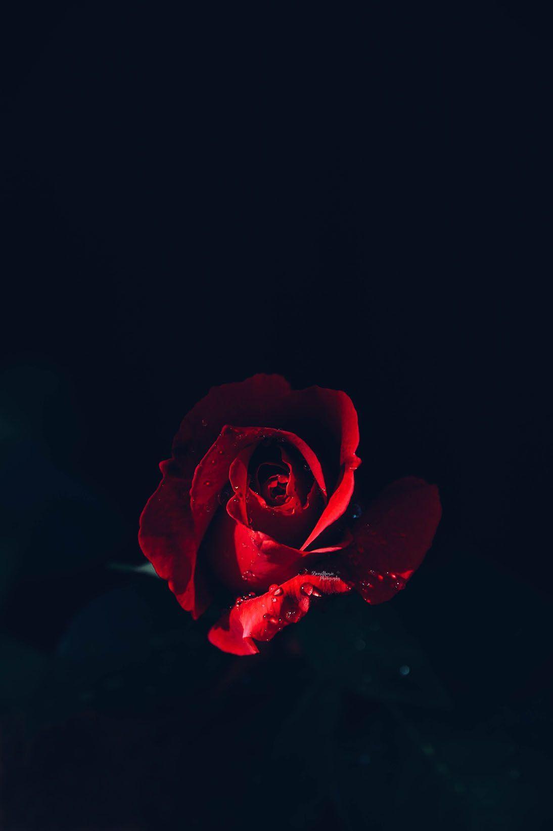 Dark Red Rose Wallpapers Top Free Dark Red Rose Backgrounds