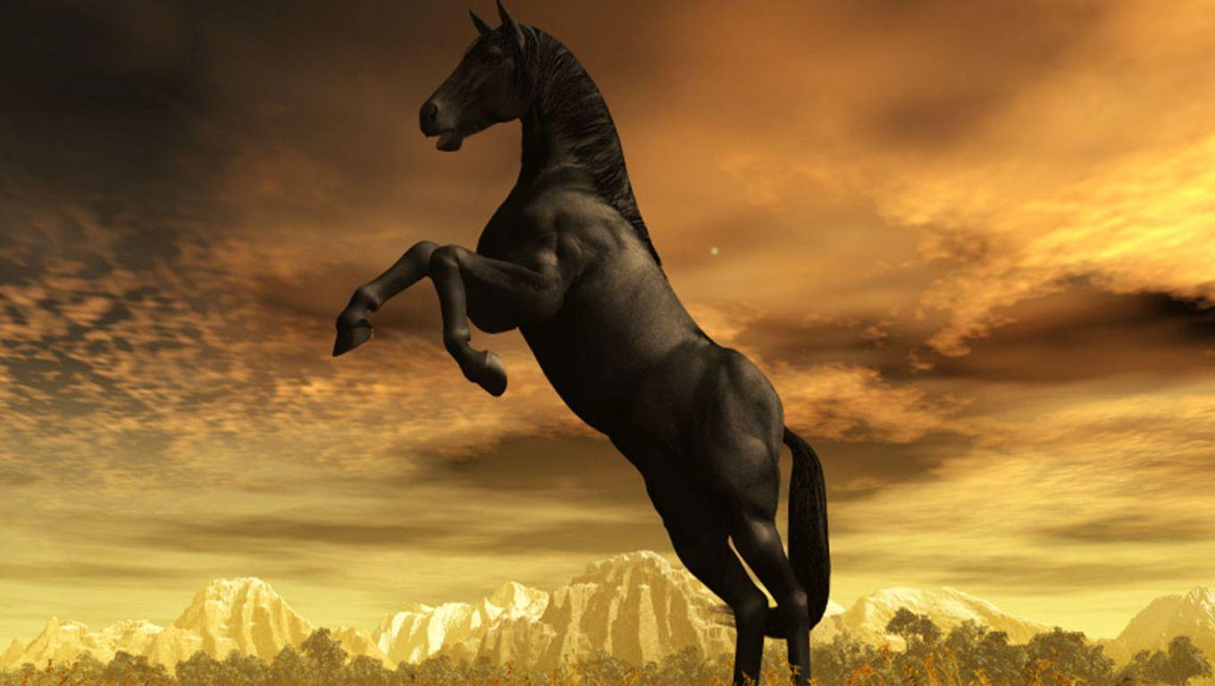 rearing black horse wallpaper