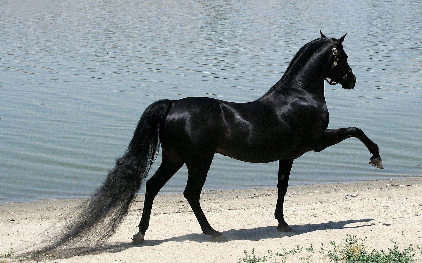 1600x1000 Black Horse Wallpaper
