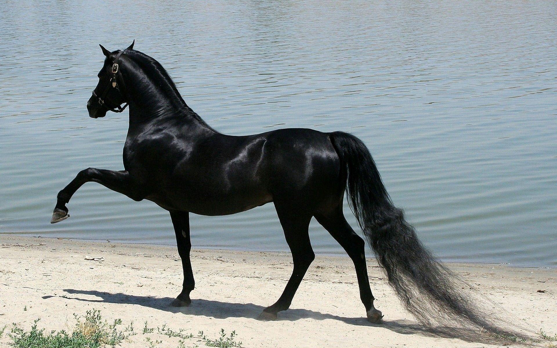 1920x1200 Black Horse Wallpaper