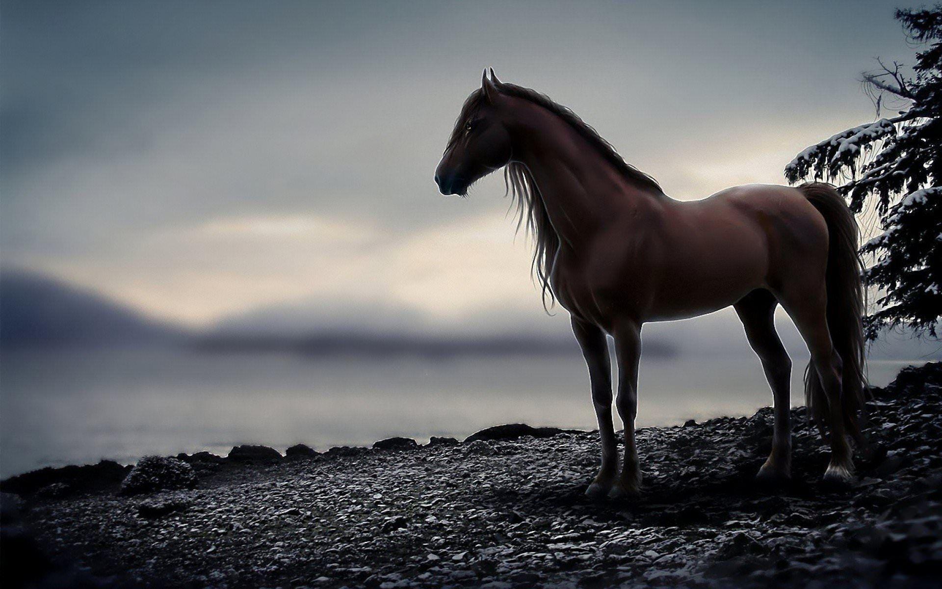 1920x1200 black horse HD wallpaper cool desktop background image(1920*1080)