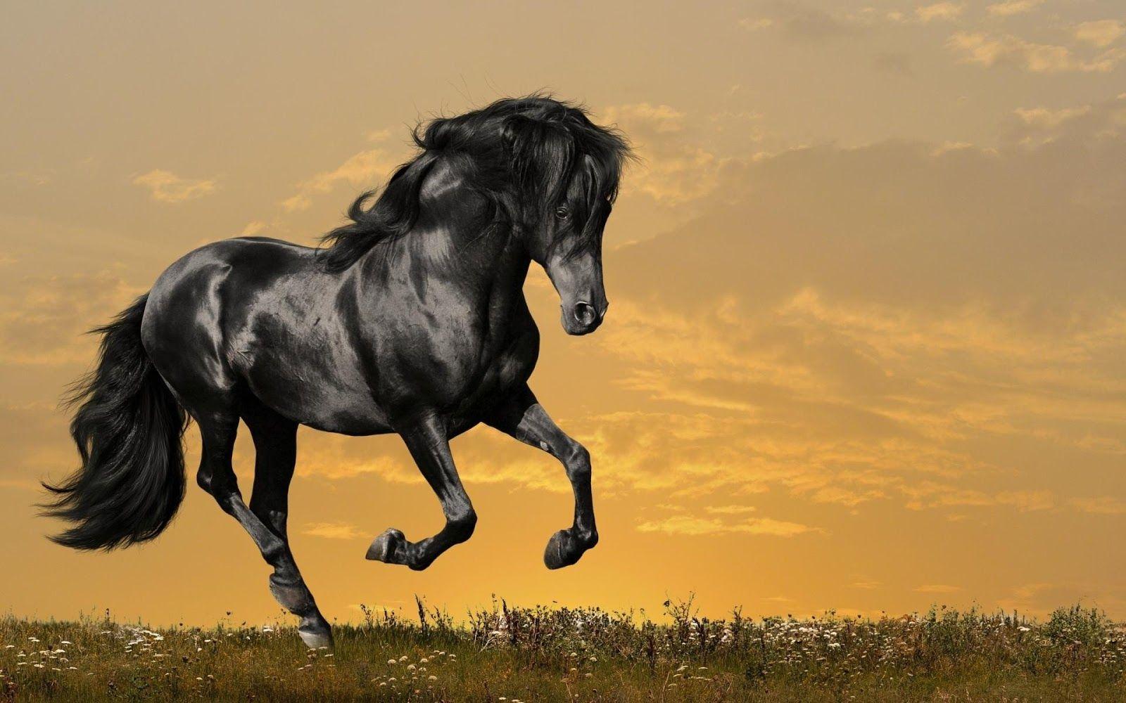 1600x1000 Beautiful Horses