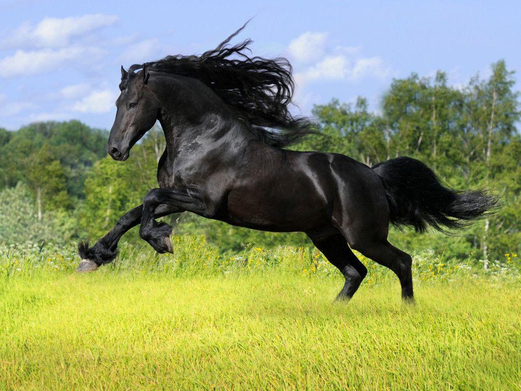 1024x768 Black Horse Wallpaper The Horse From Heartland HD Wallpaper