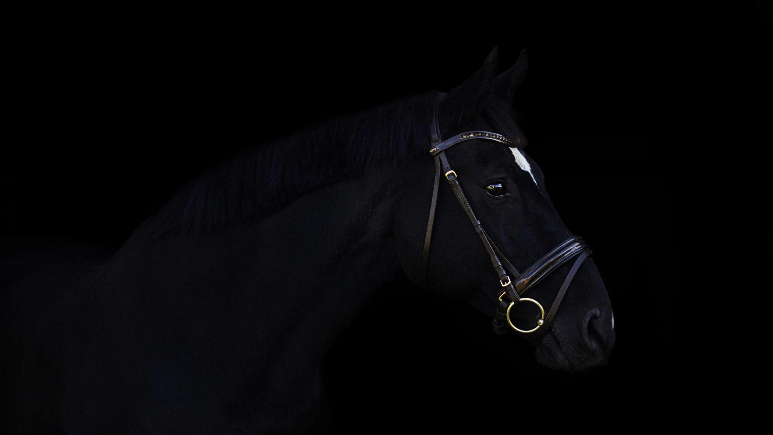 2560x1440 Wallpaper Black horse and black background 2560x1440 QHD Picture, Image