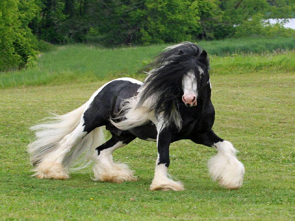 1024x768 black horse