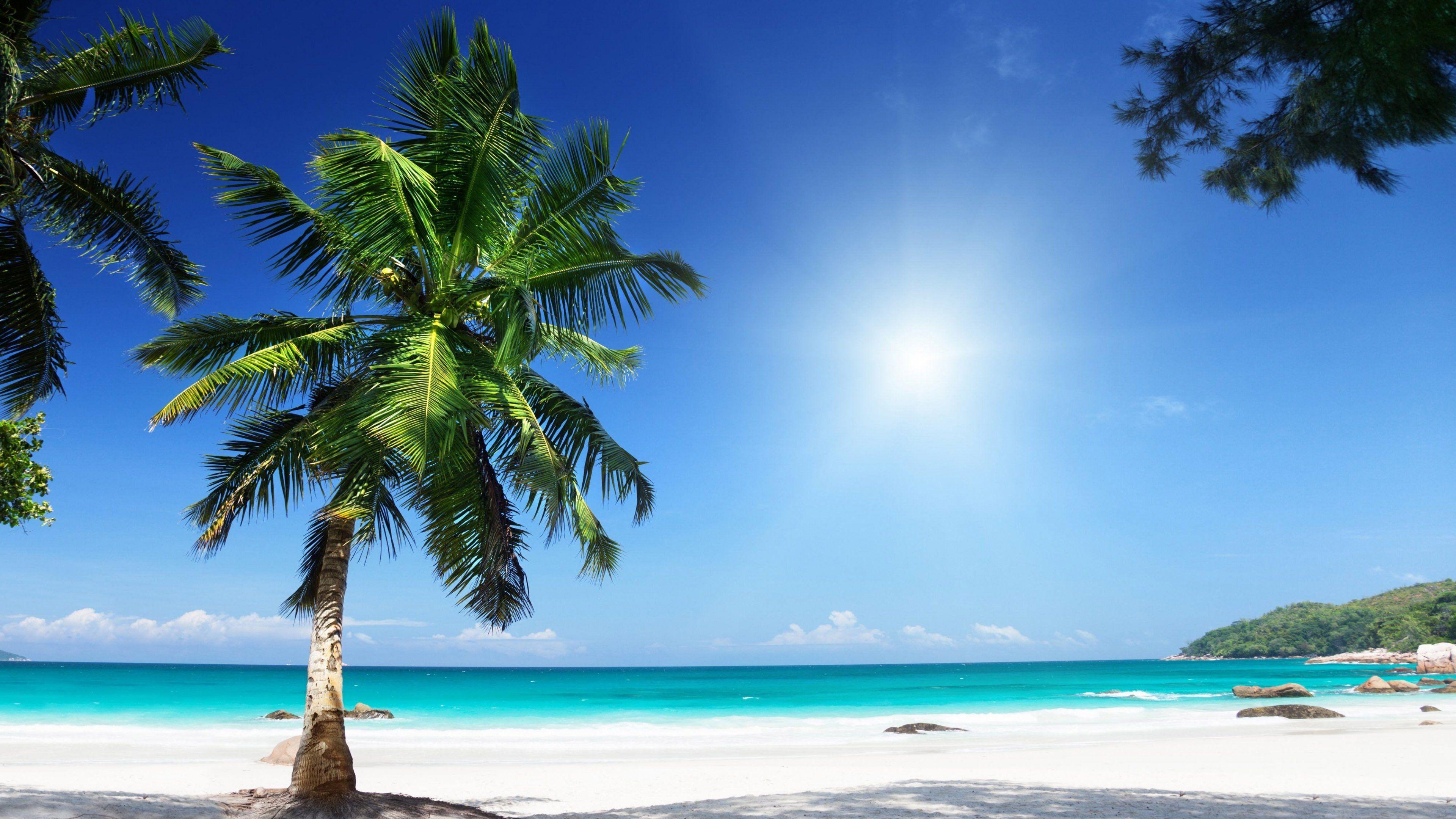3840x2160 palm, Tree, Sunny, Beach, Seashore, Clear, Sky, Hdr, Ultrahd, Black, White, Hd, 4k, Wallpaper, 3840x2160 Wallpaper HD / Desktop and Mobile Background