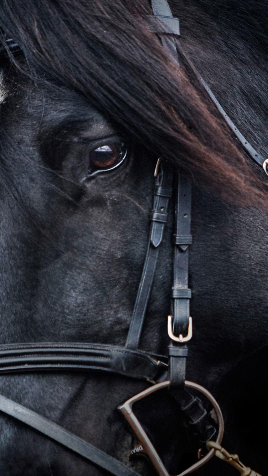 1080x1920 Black Horse Wallpaper Horses Wallpaper 4k