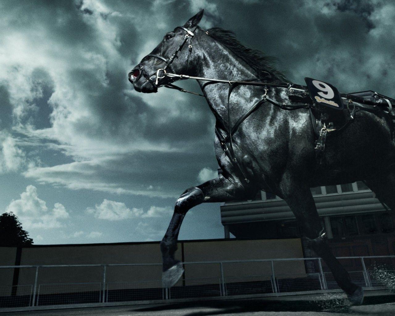 1280x1024 Black Horse Wallpaper
