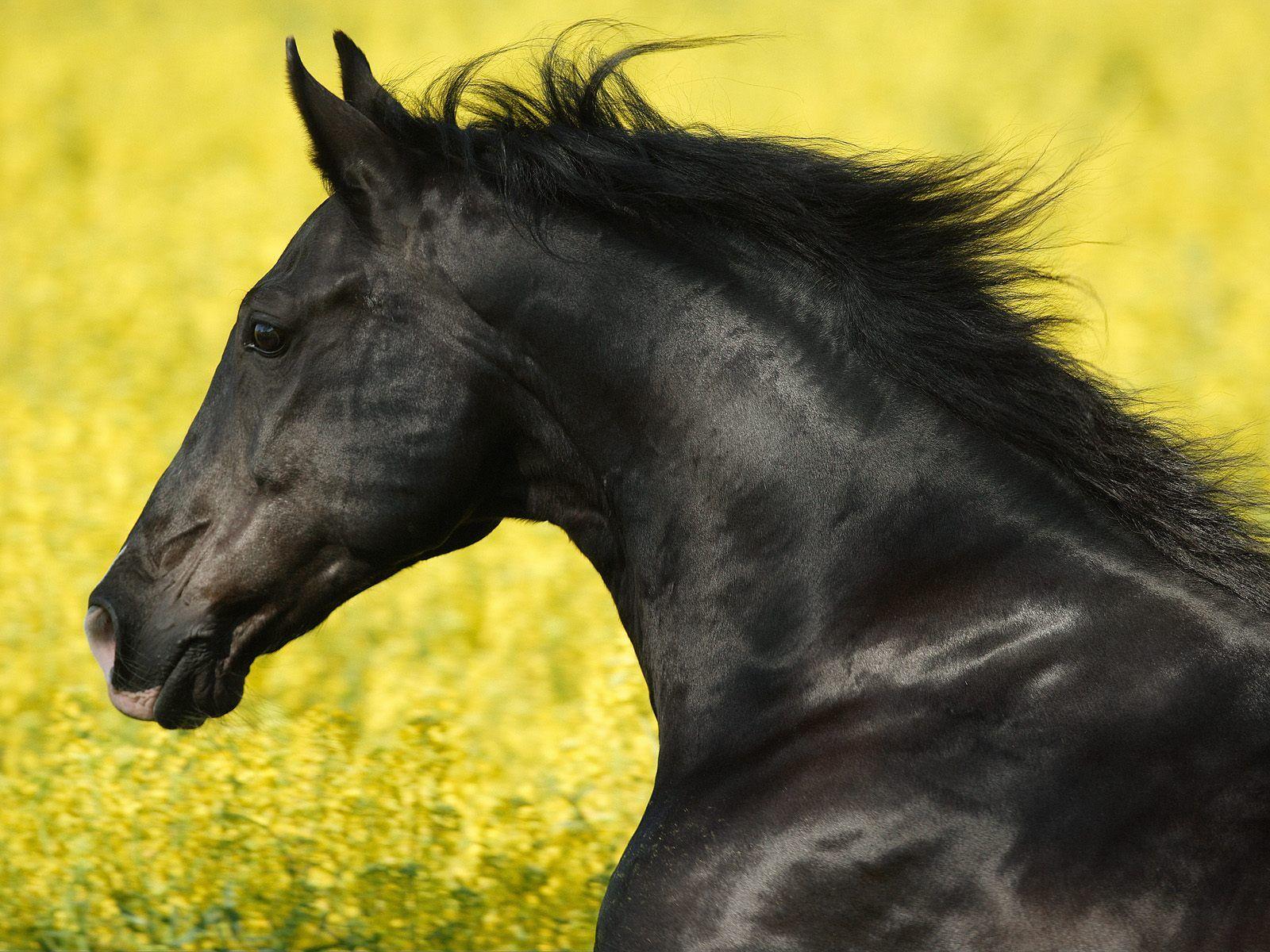 1600x1200 beatiful horse picture Black Horse Wallpaper, Black Horses Beautiful Wallpaper. Horses, Black horses, Horse wallpaper